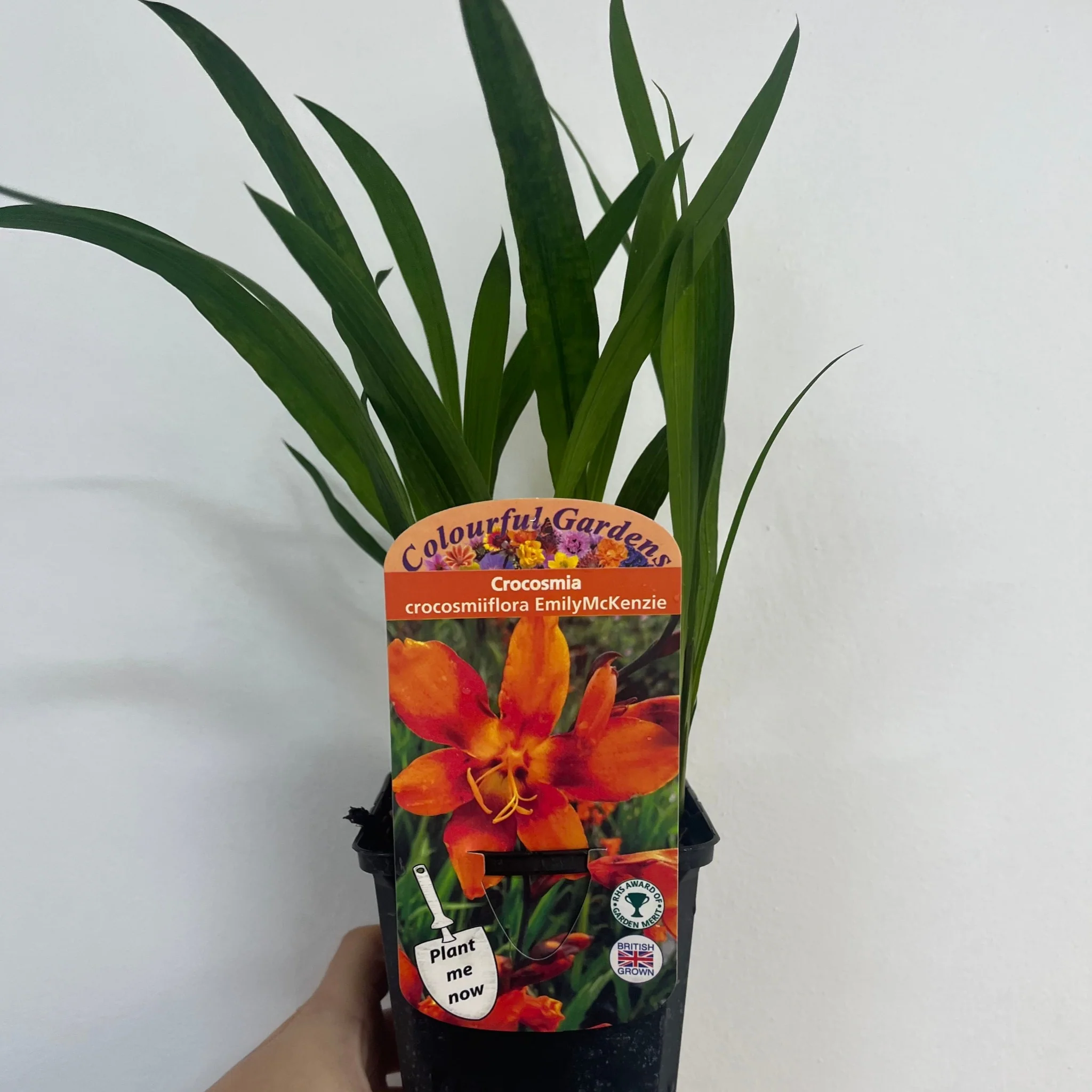 Crocosmia x crocosmiiflora 'Emily Mckenzie' 9cm/2L - Image 3