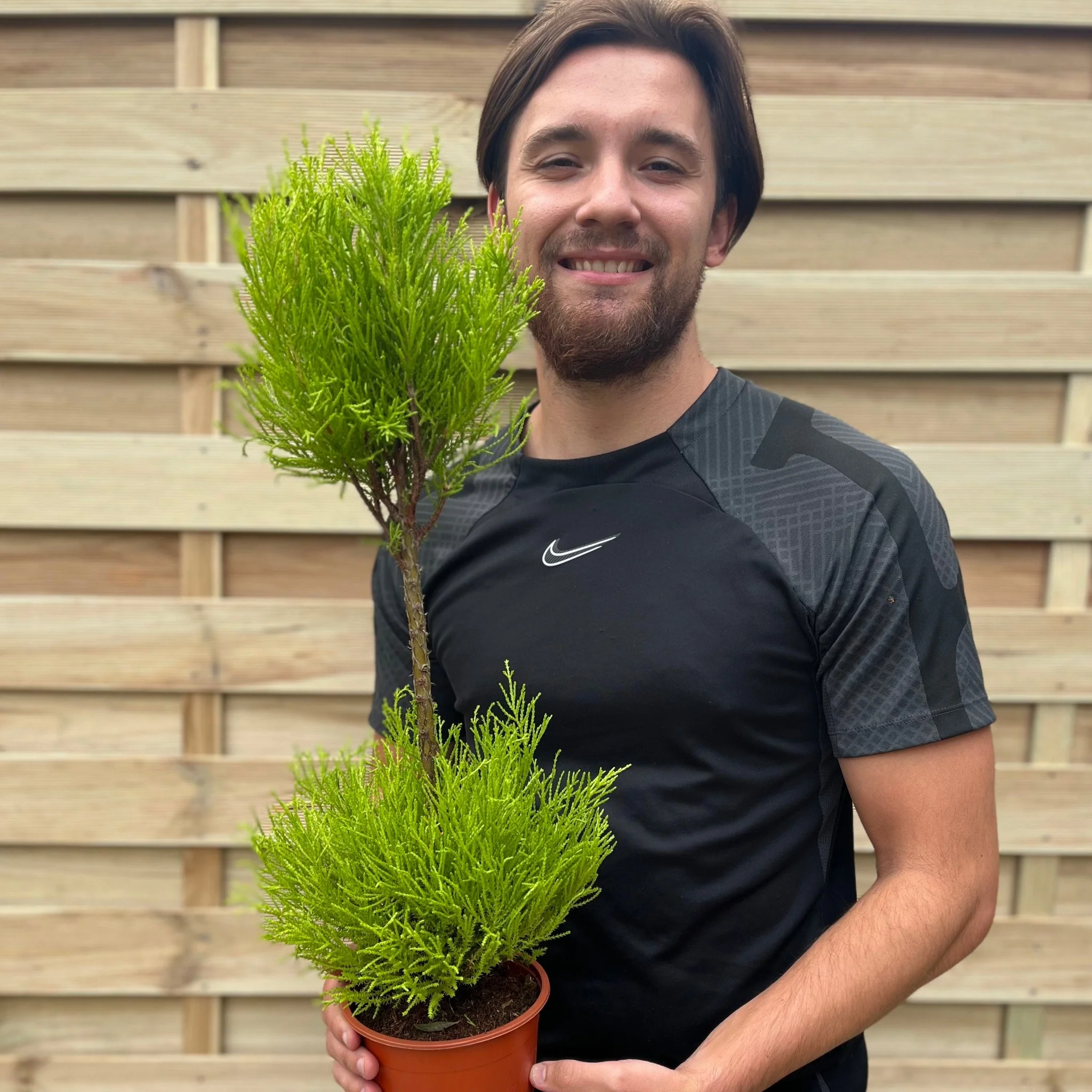 Cupressus Goldcrest Duo Ball | Topiary Conifer | 50-60cm - Image 2