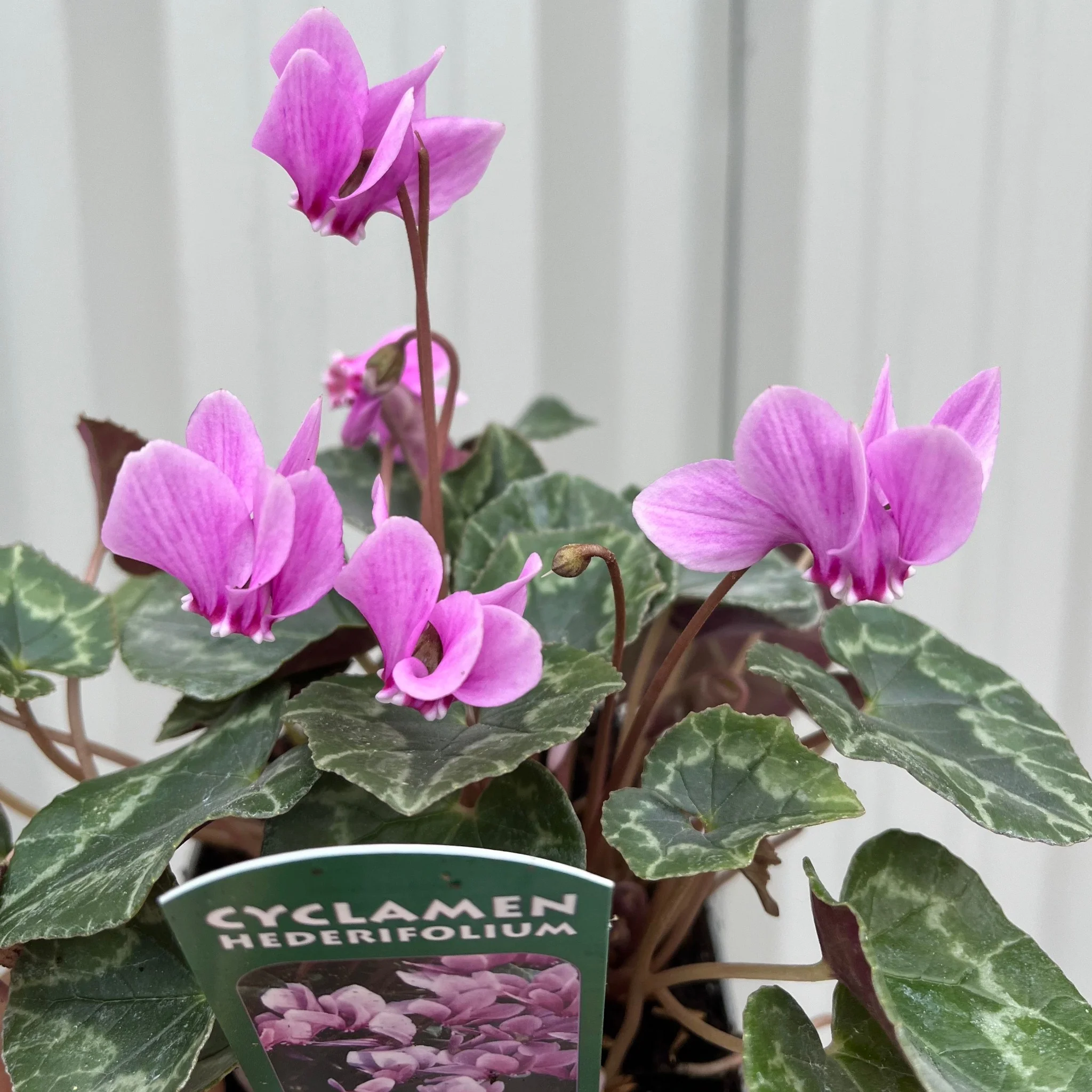 Hardy Cyclamen Pink (9cm Pot) - Image 4
