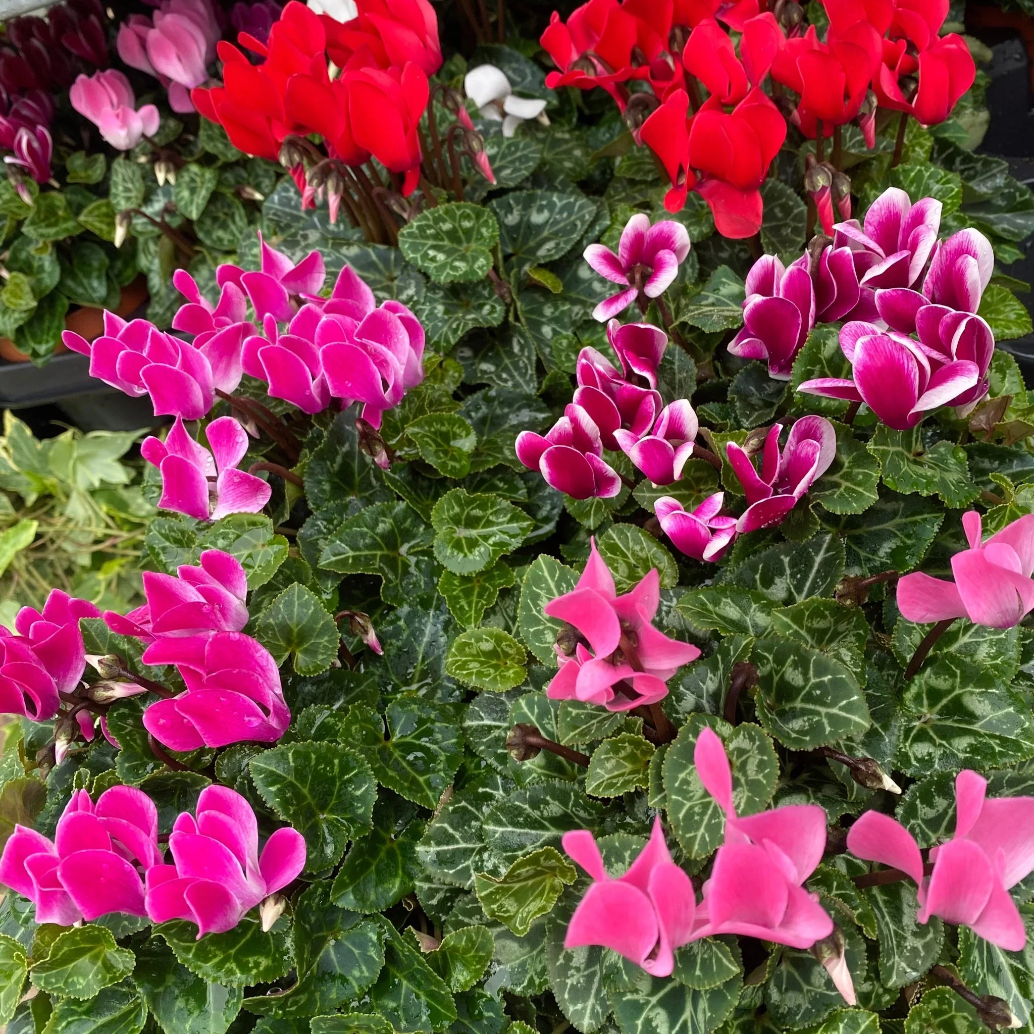 Cyclamen Mix of 3 Plants (3 x 9cm Pots) - Image 3