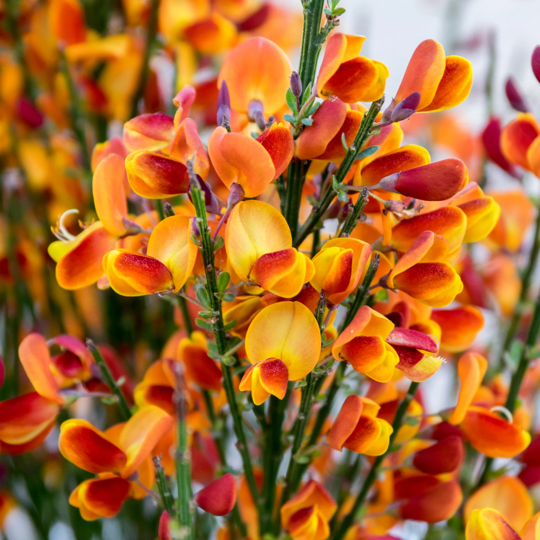 Cytisus (Broom) - 'Lena' Orange 1/2L - Image 2