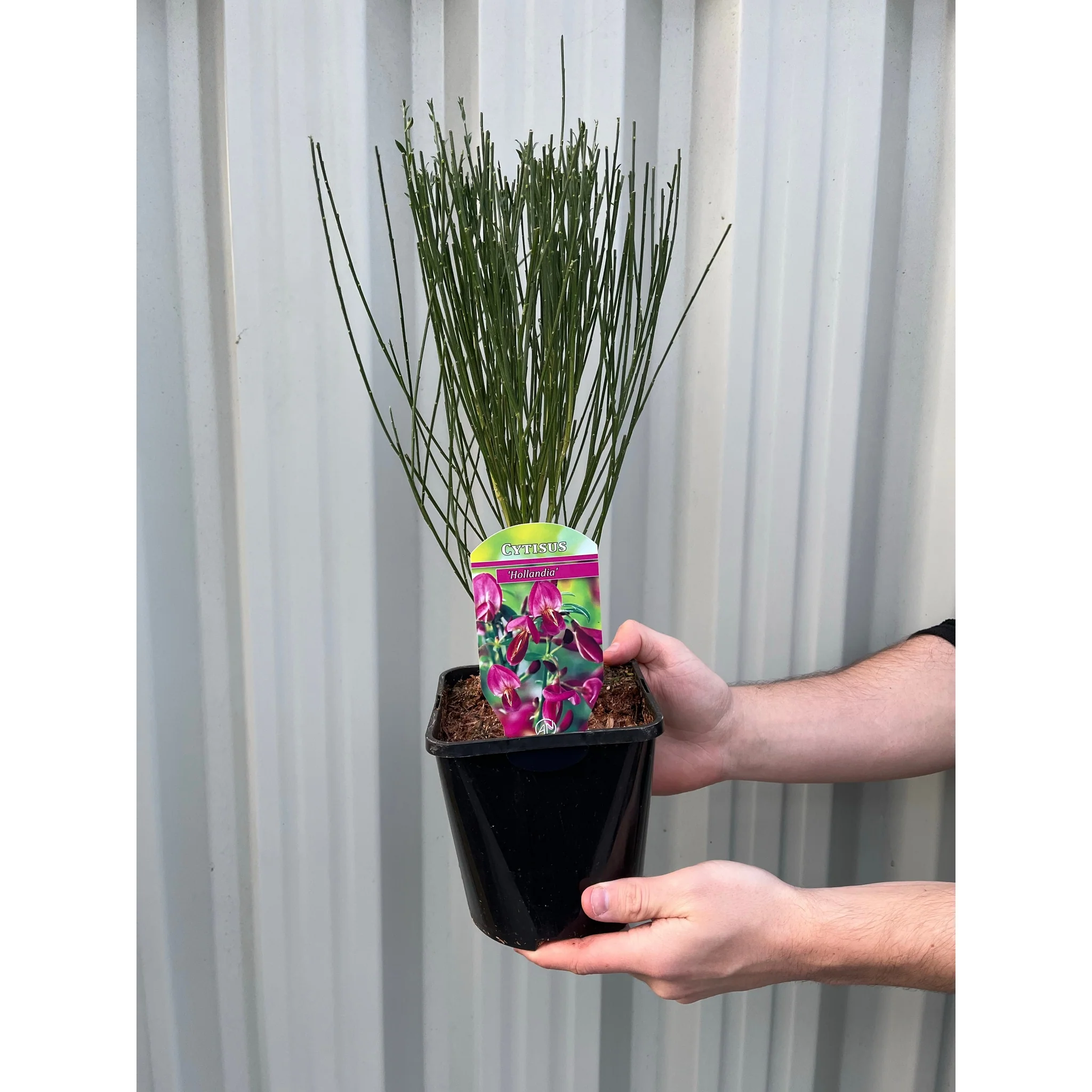Cytisus 'Hollandia' (Broom) Pink 2L - Image 3