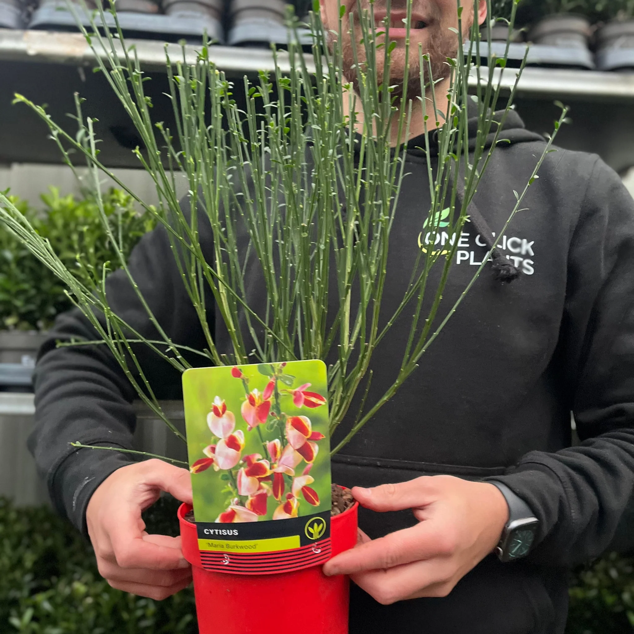 Cytisus 'Marie Burkwood' 1L / 1.5L / 2L