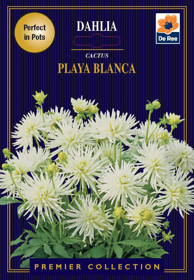 Dahlia | Cactus | Playa Blanca (1 Tuber)