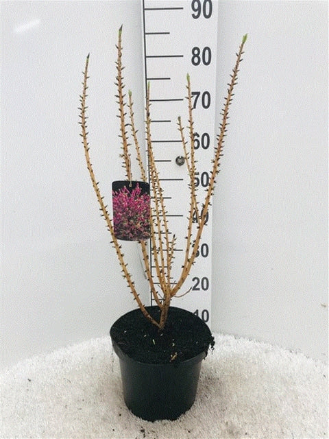 Daphne mezereum Rubra 5L (70-80cm) - Image 4