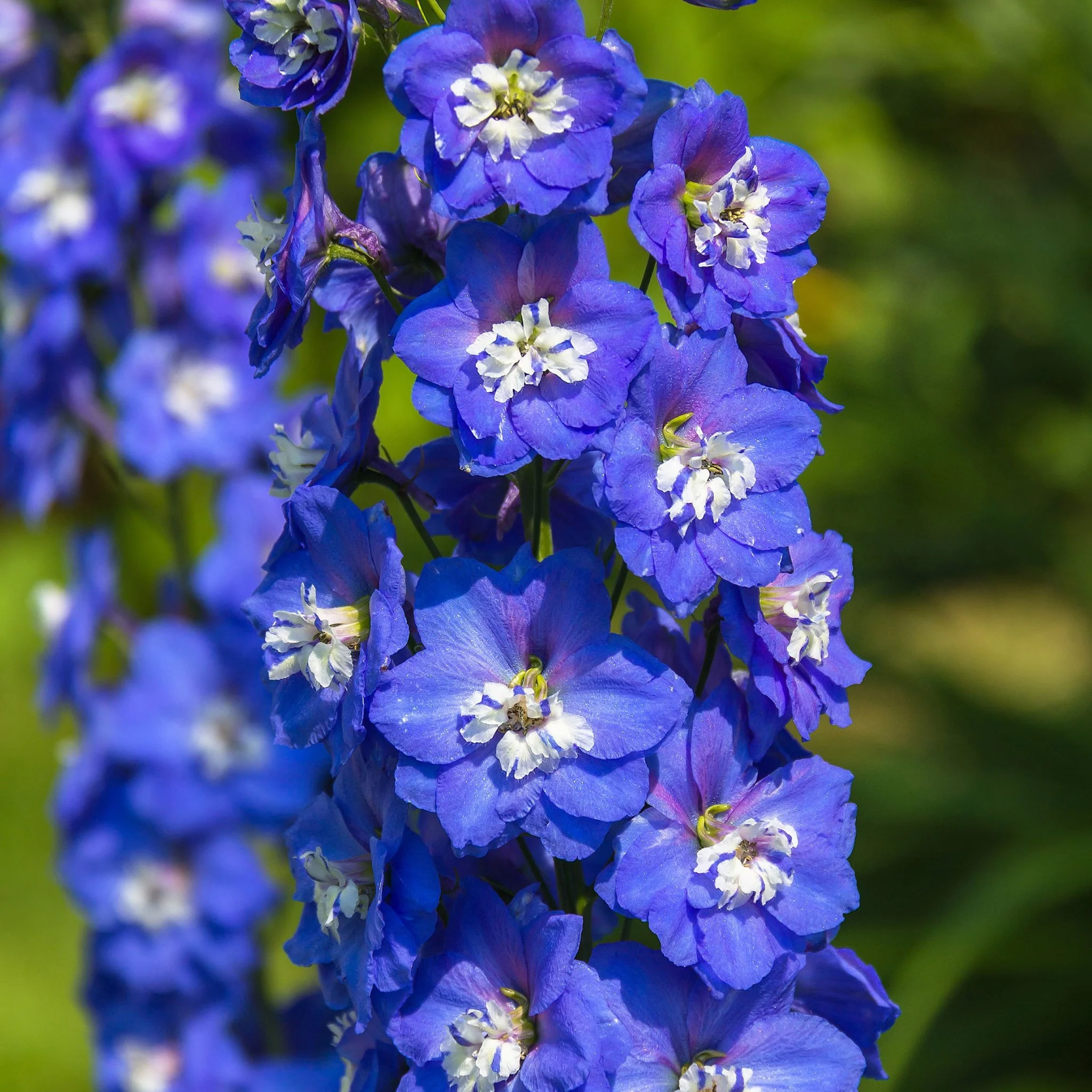 Delphinium elatum Guardian Blue 3L - Image 2