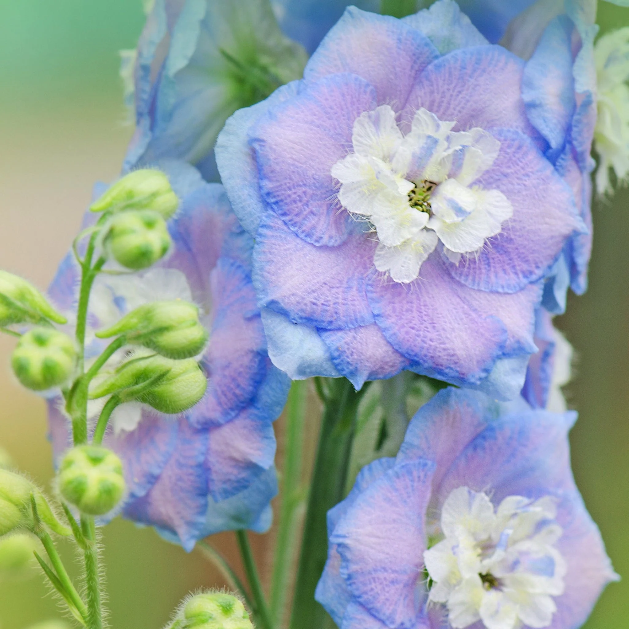 Delphinium 'Magic Fountain Sky Blue' 9cm - Image 2