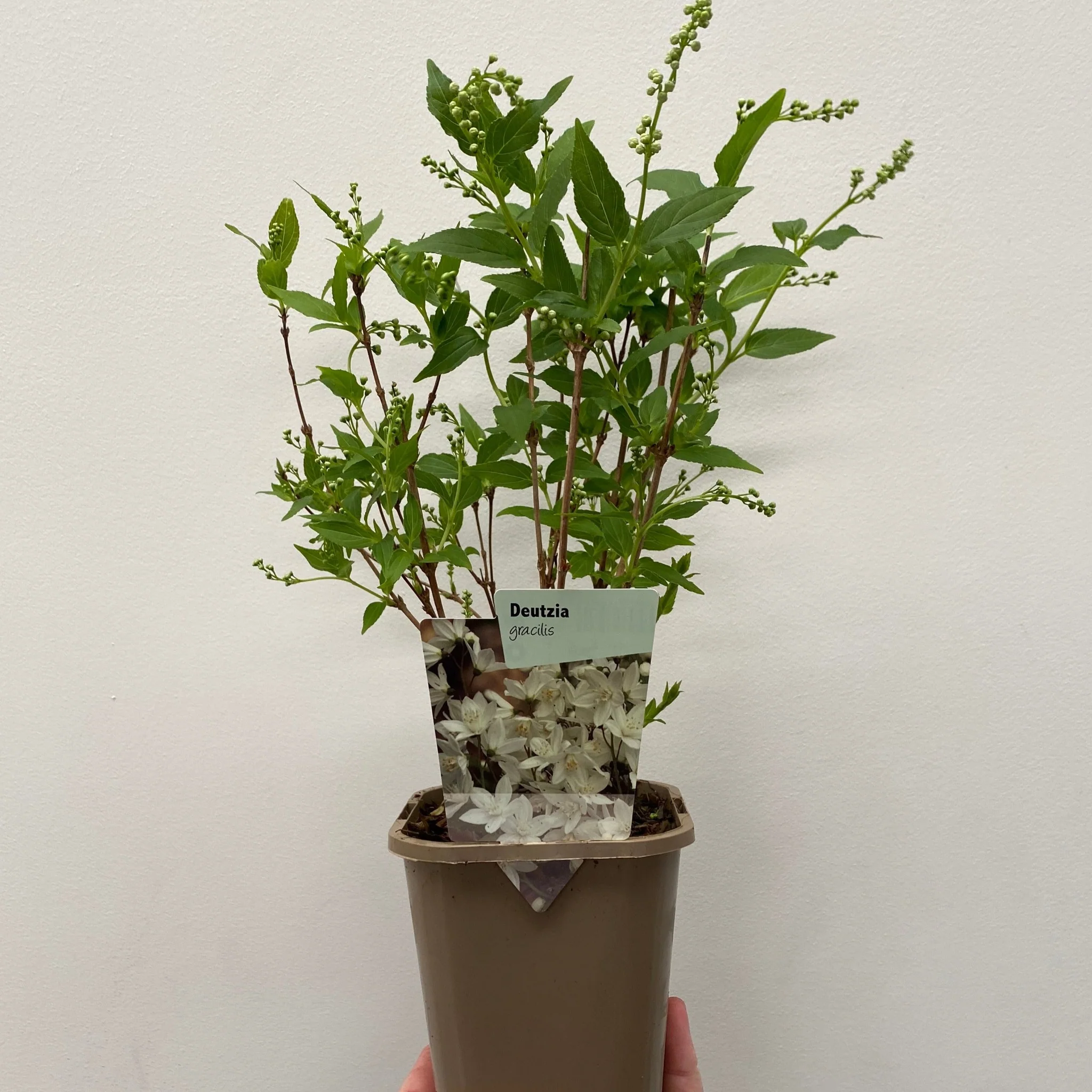 Deutzia gracilis 1L/2L - Image 3