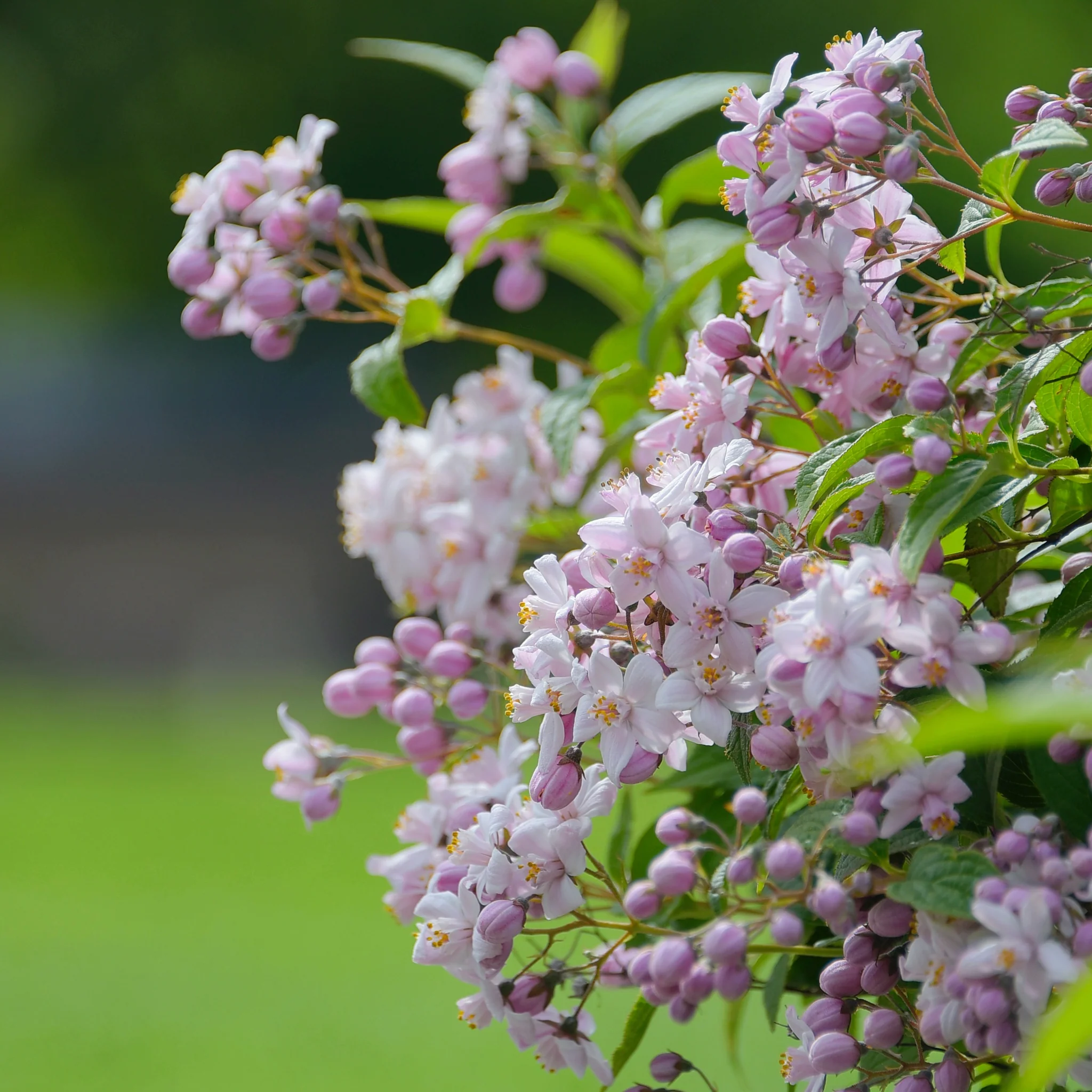 Deutzia 'Mount Rose' 3L - Image 2