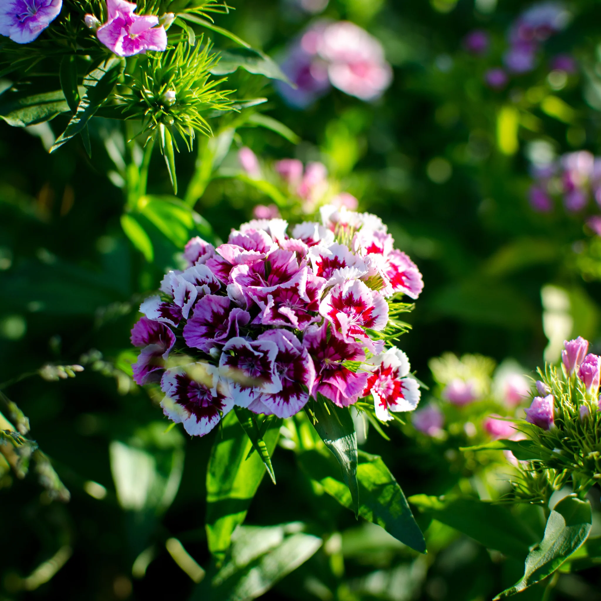 Dianthus Bianca 3L - Image 2