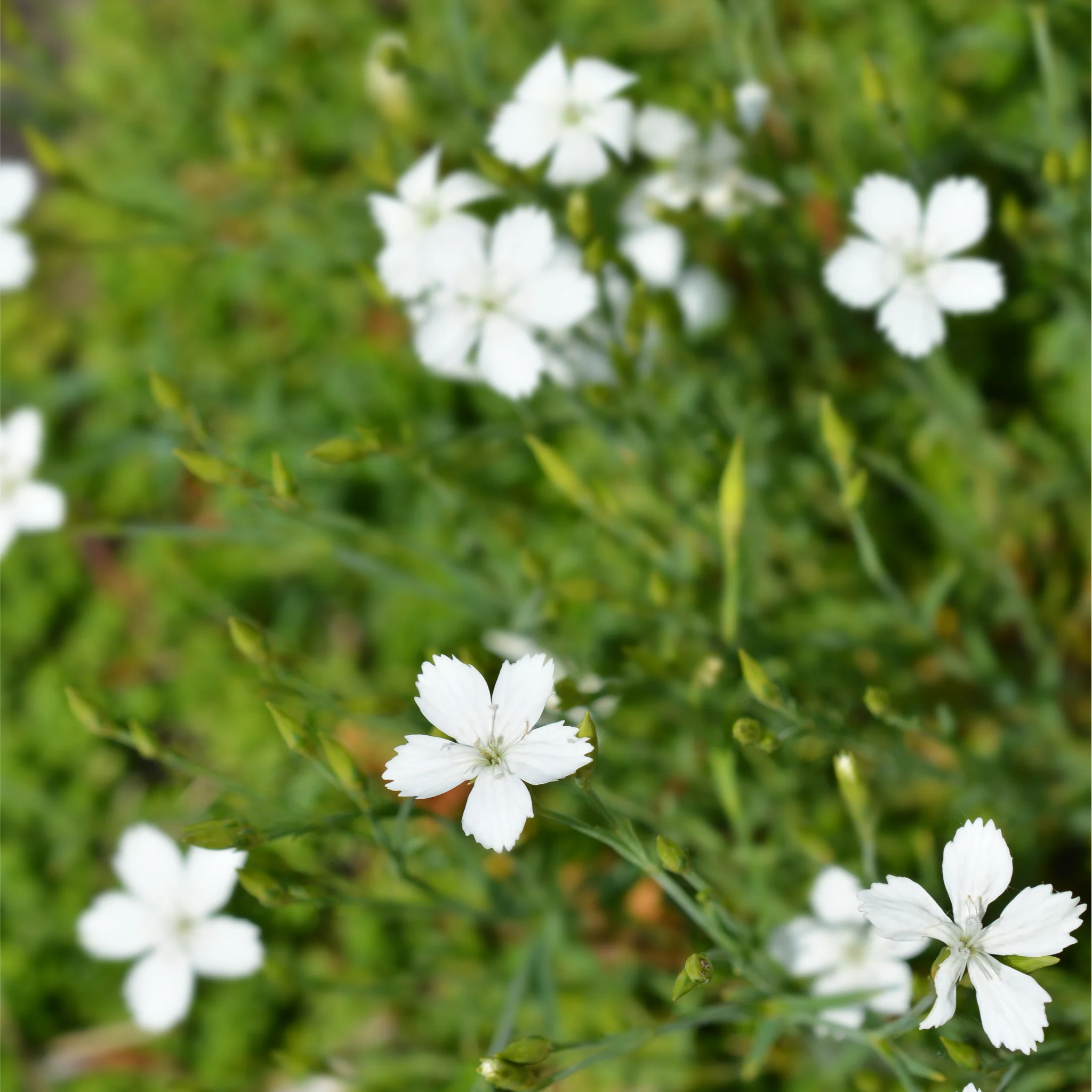 Dianthus deltoides 'Alba' 9cm