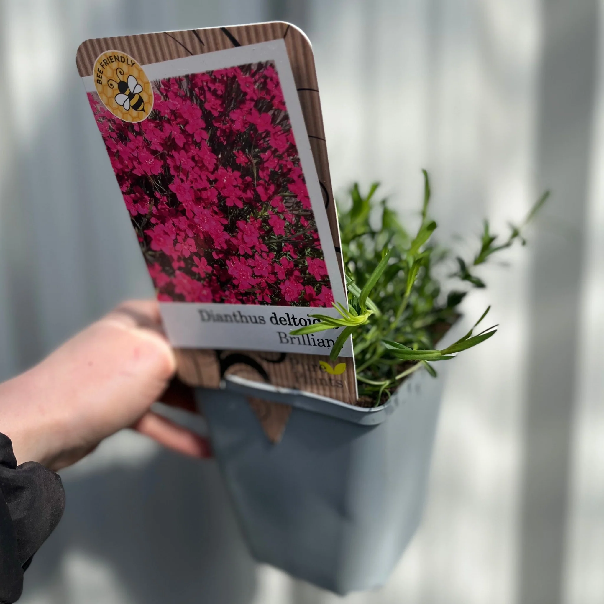 Dianthus deltoies 'Brilliant' 9cm - Image 2