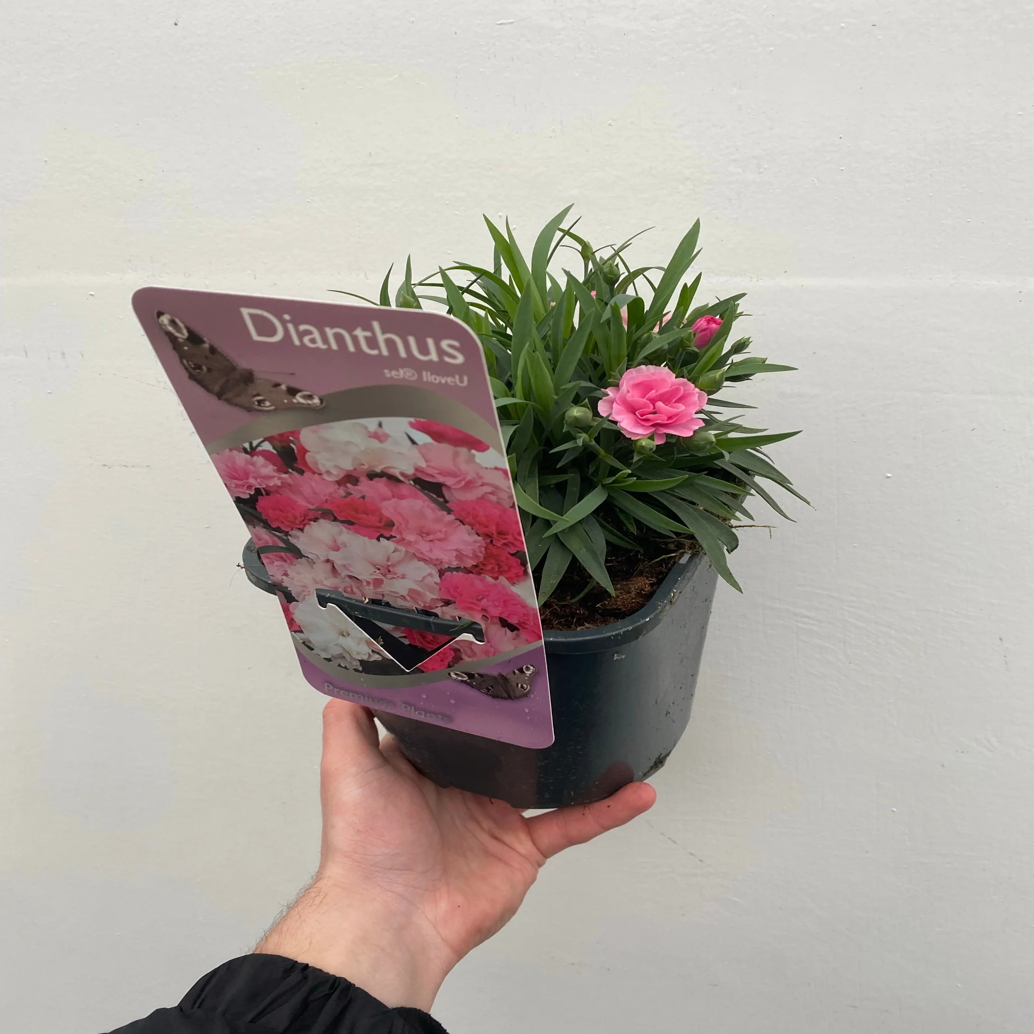 Dianthus - I Love You 10.5cm / 2L - Image 3