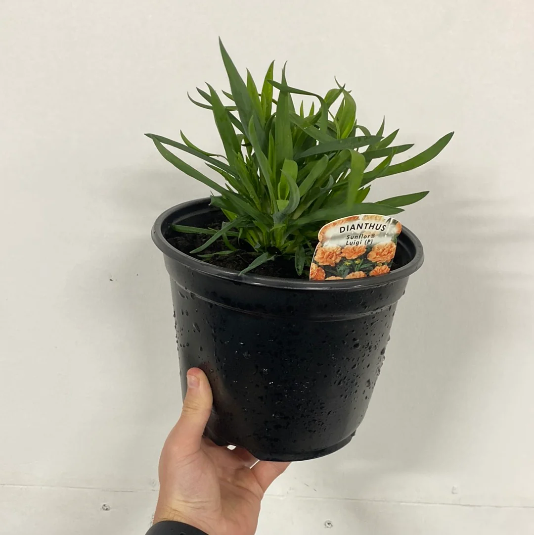 Dianthus 'Luigi' 3L - Image 2