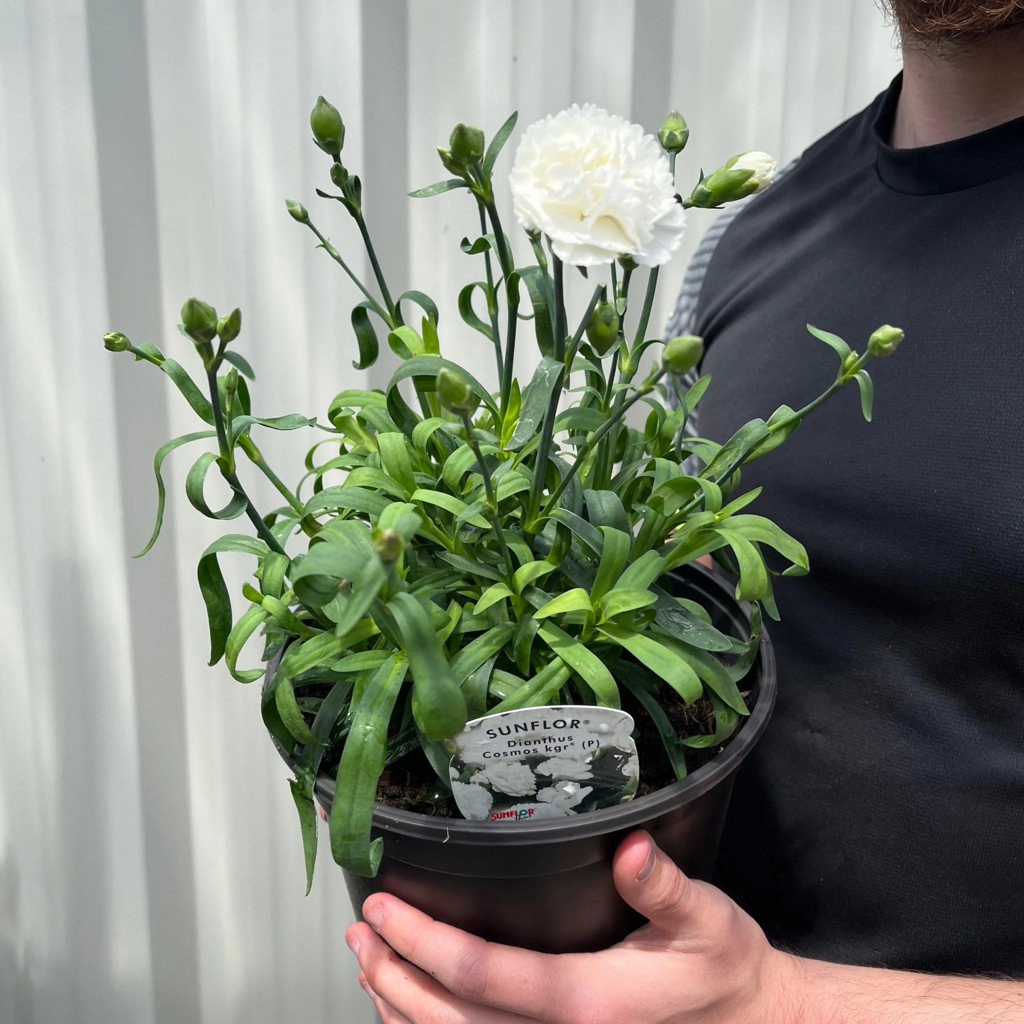 Dianthus (Sunflor Cosmos) | White Dianthus 3L - Image 2