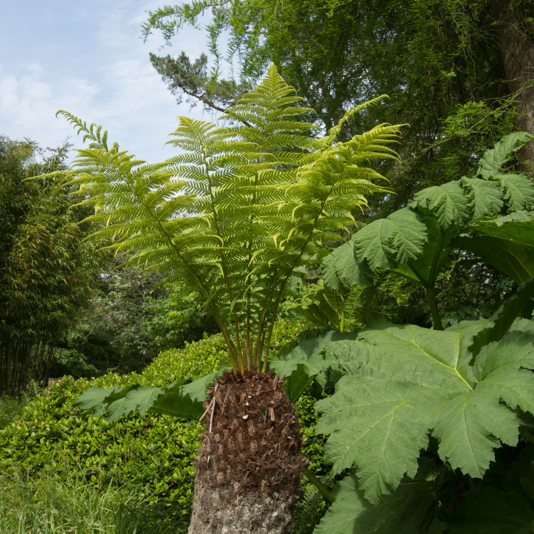 Tree Fern |  Dicksonia antarctica 2L - Image 5