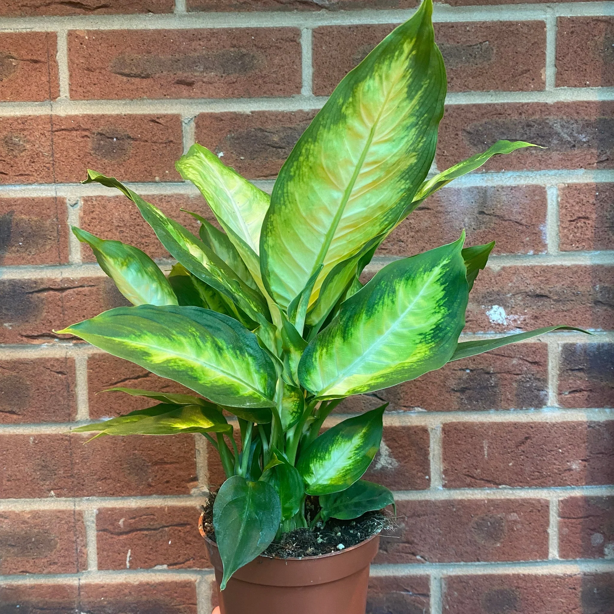 Dieffenbachia Camilla 30-35cm - Image 3