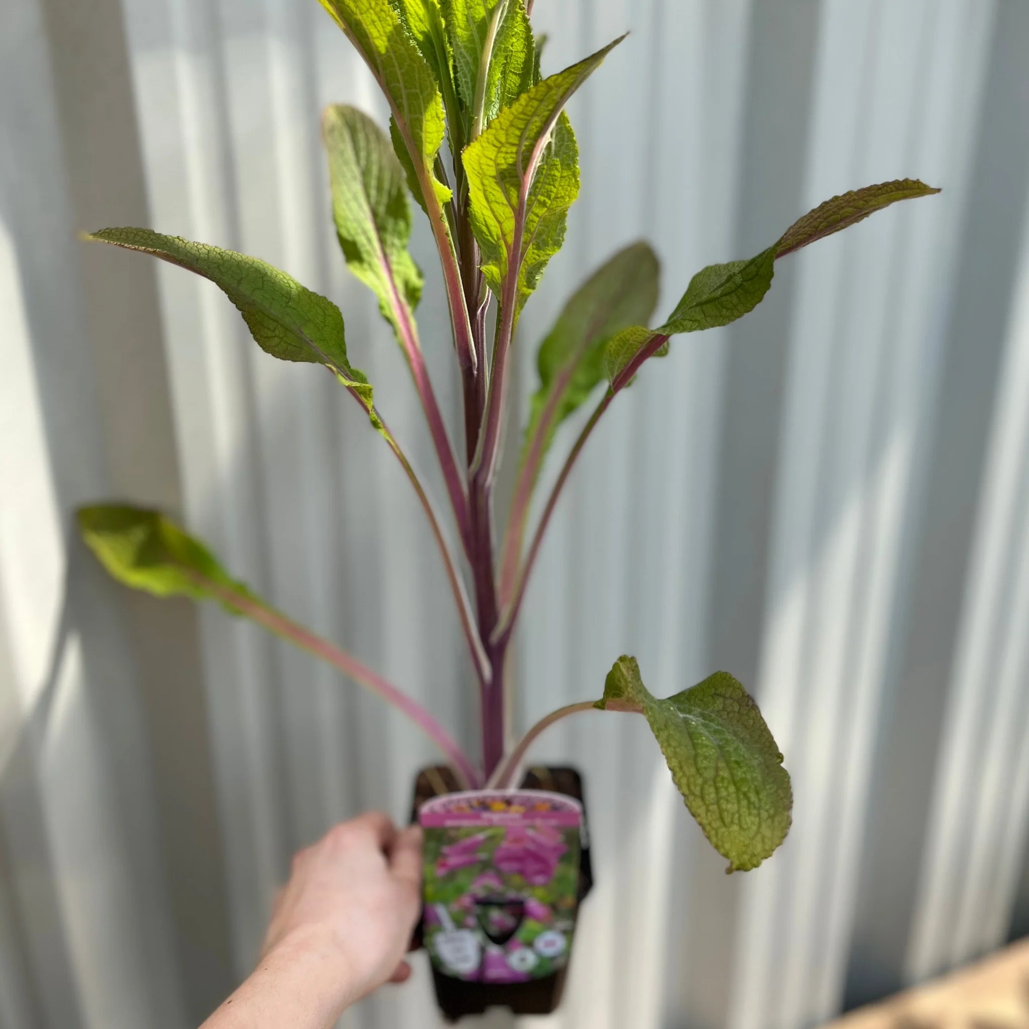 Digitalis purpurea Virtuoso Rose 9cm - Image 3