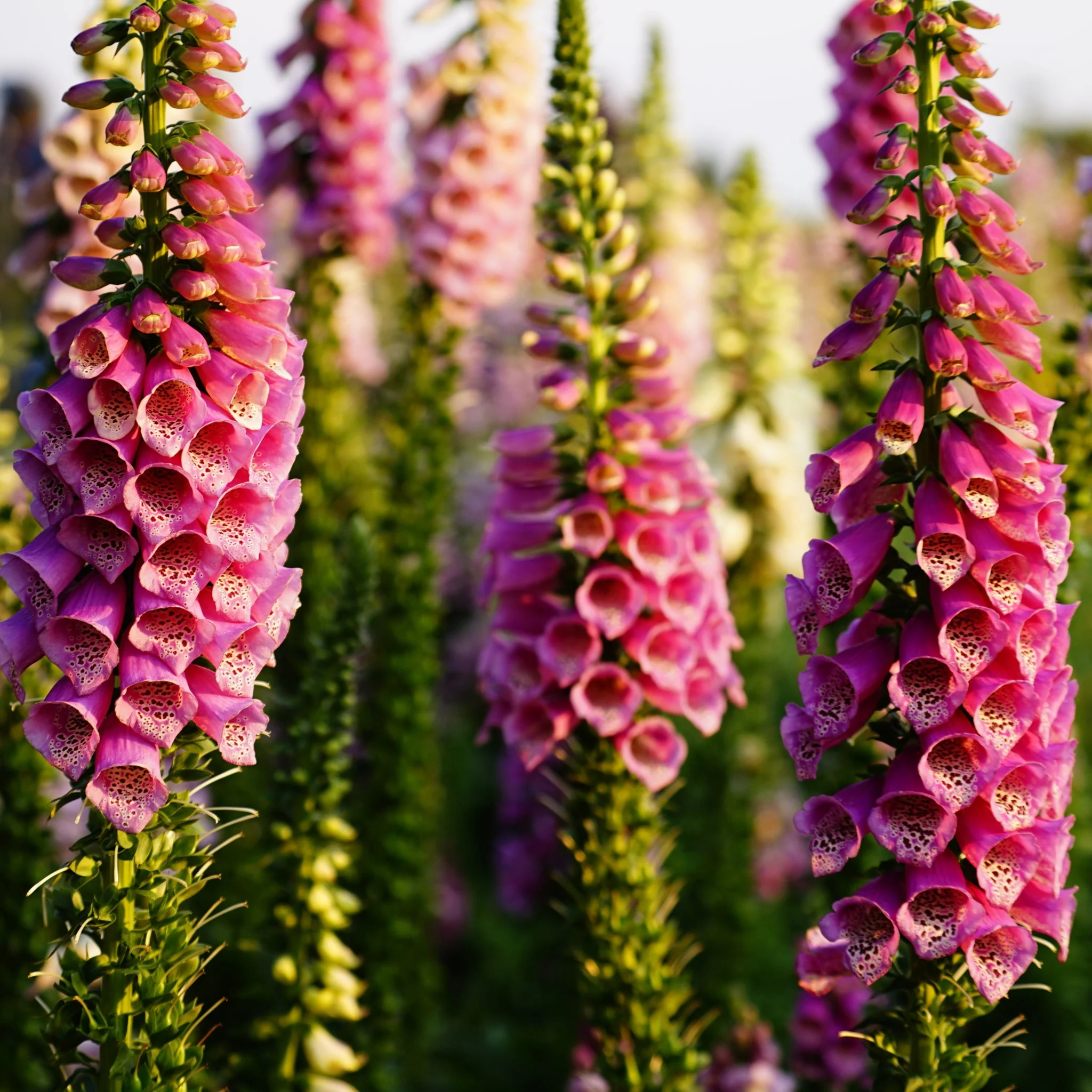 Digitalis purpurea 'Dalmation Rose' 9cm/1.5L/3L - Image 2