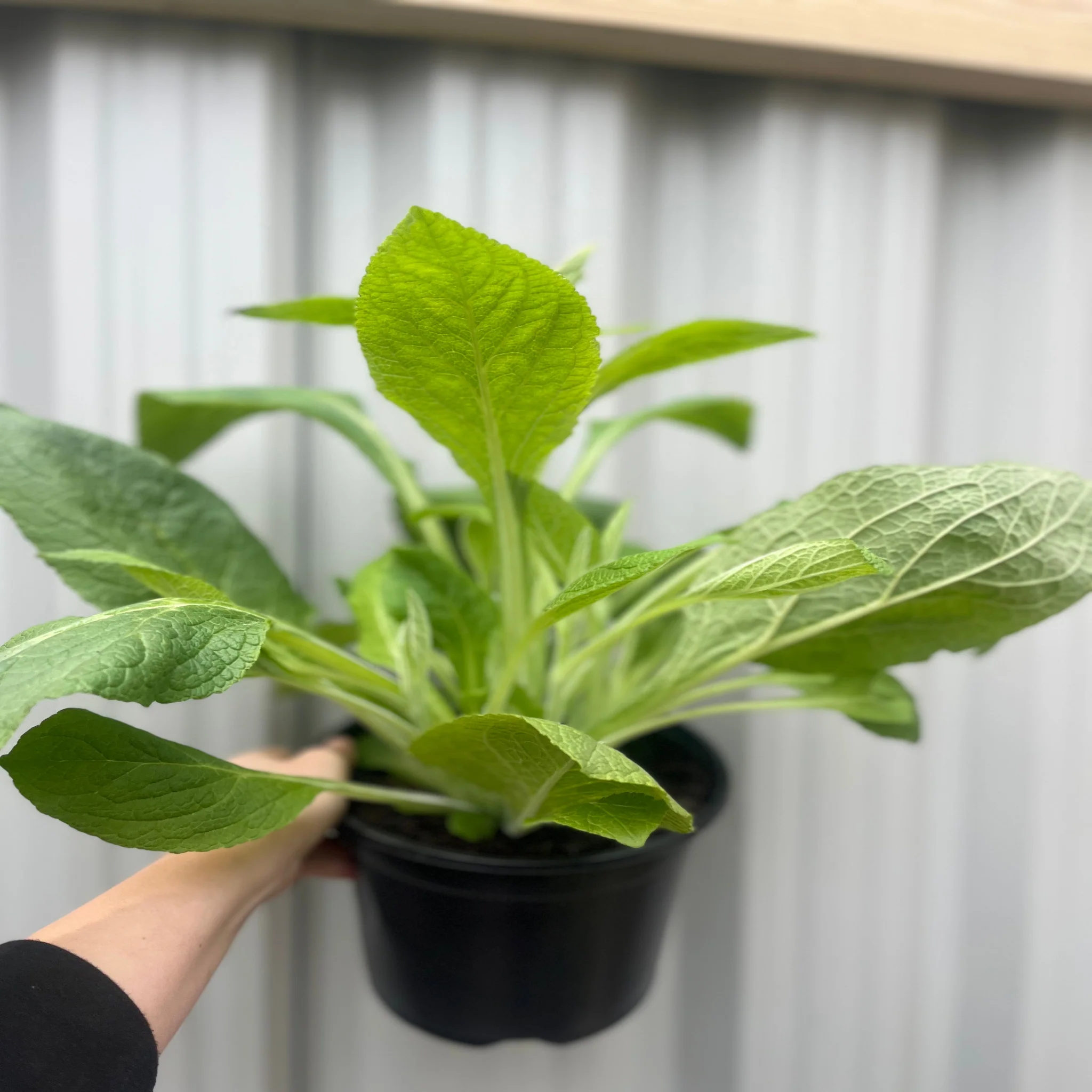 Digitalis purpurea 'Dalmation White' 9cm/3L - Image 3