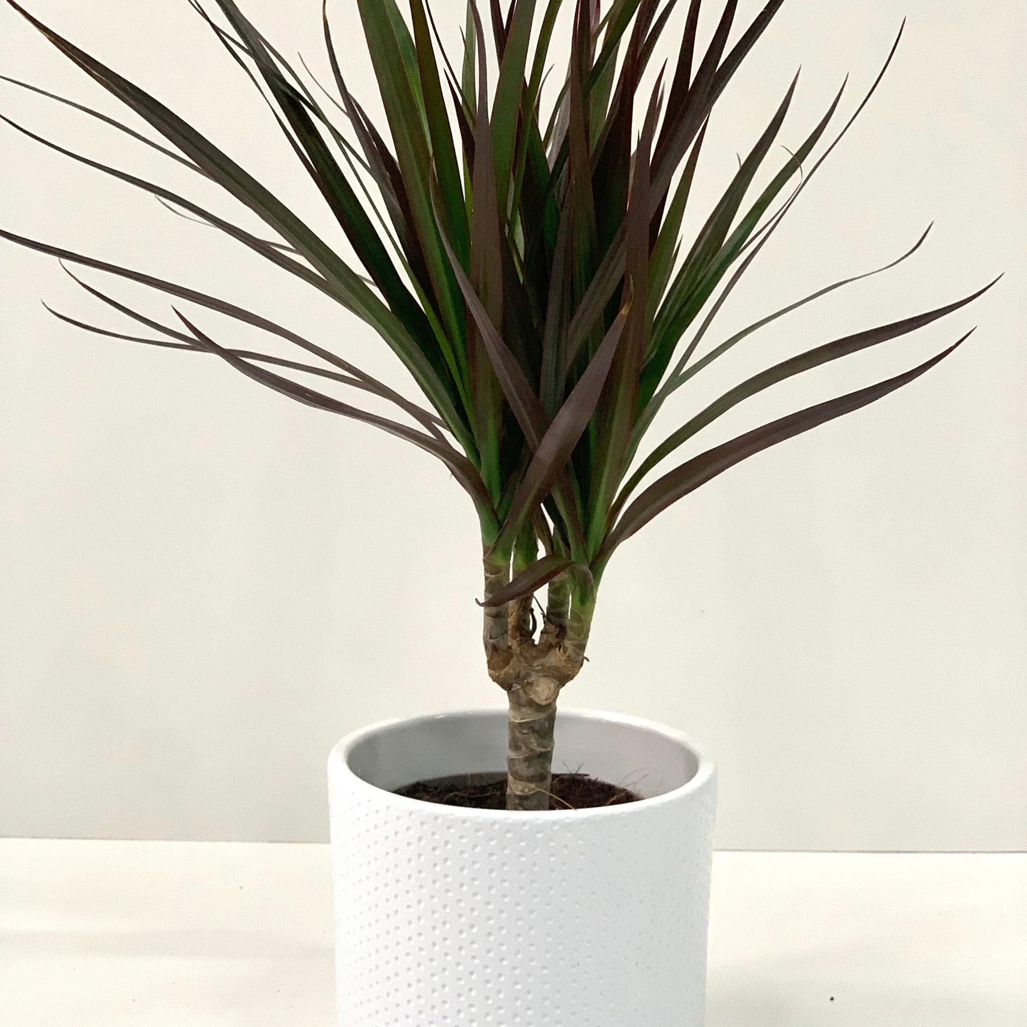 Dracaena Marginata 'Dragon Tree' 1 Stem - Image 6