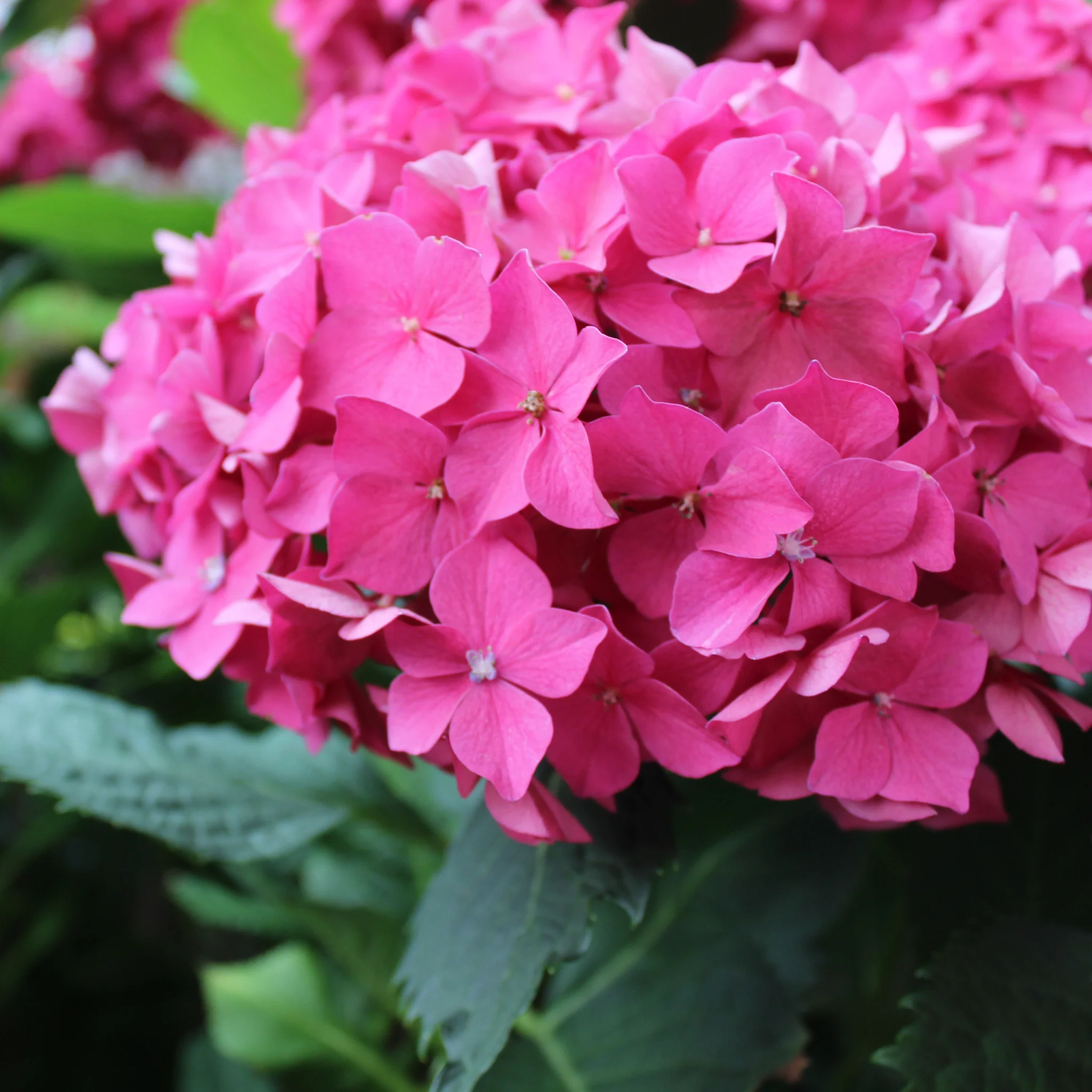 Dwarf Hydrangea | Hydrangea macrophylla 'Little Pink' 2L - Image 2