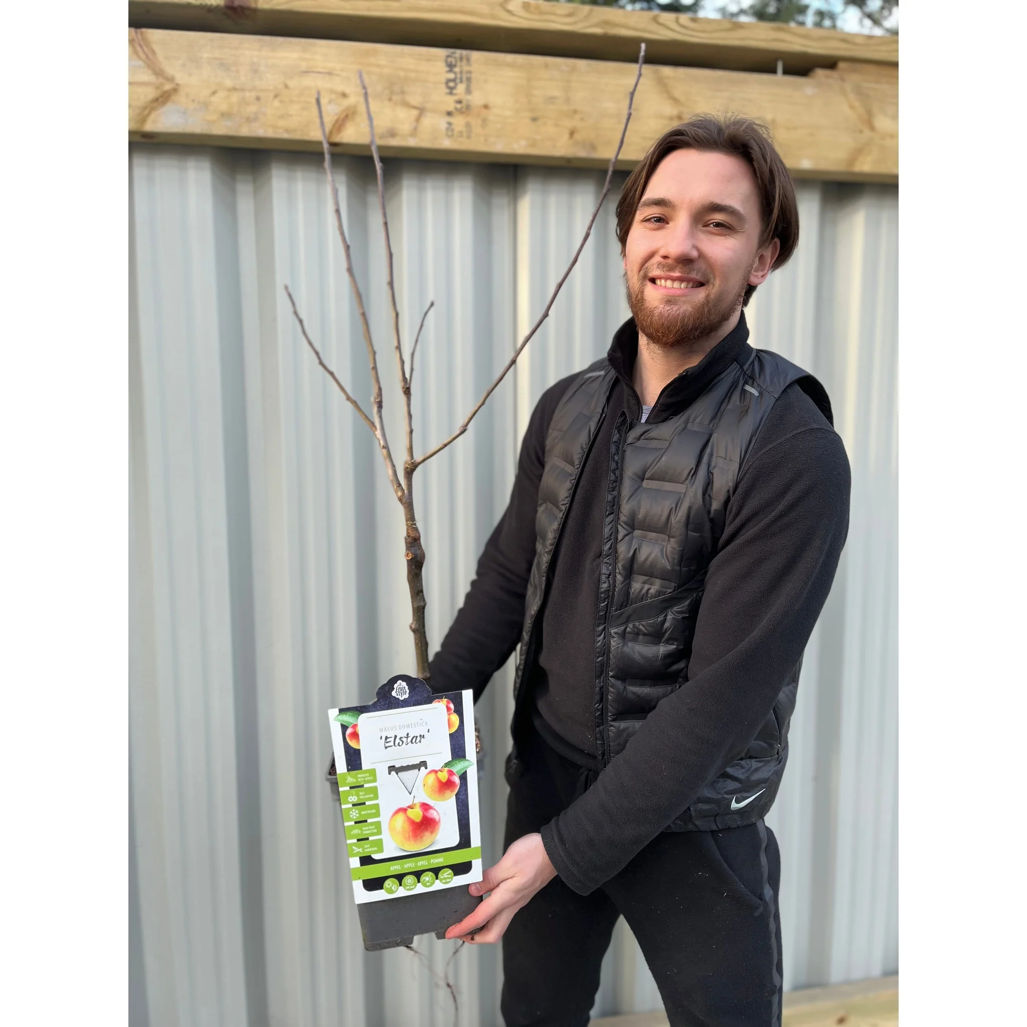 Dwarf/Patio Apple Tree 'Elstar' (Two sizes available) - Image 3