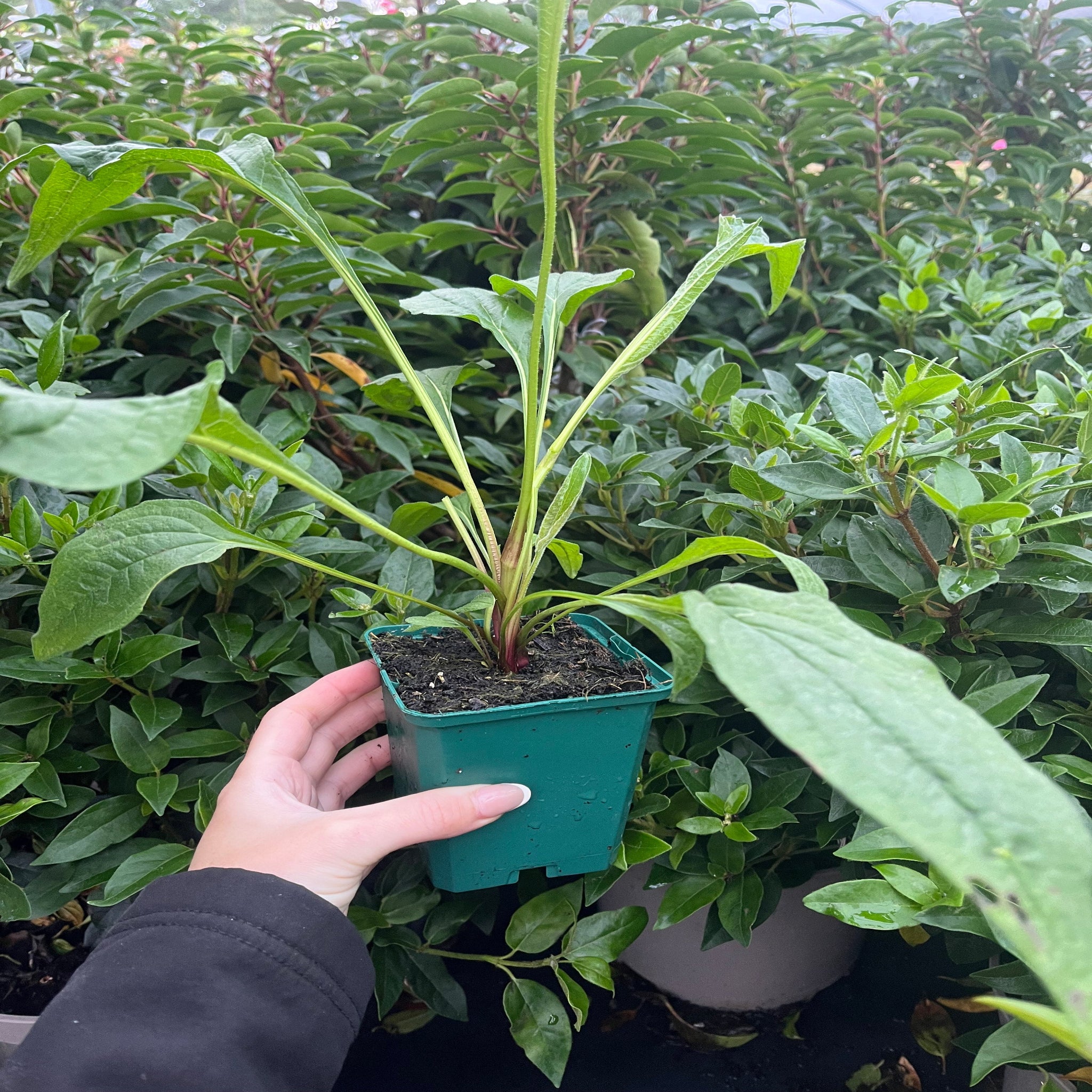 Echinacea purpurea Prairie Blaze Orange Sunset 9cm Pot - Image 3
