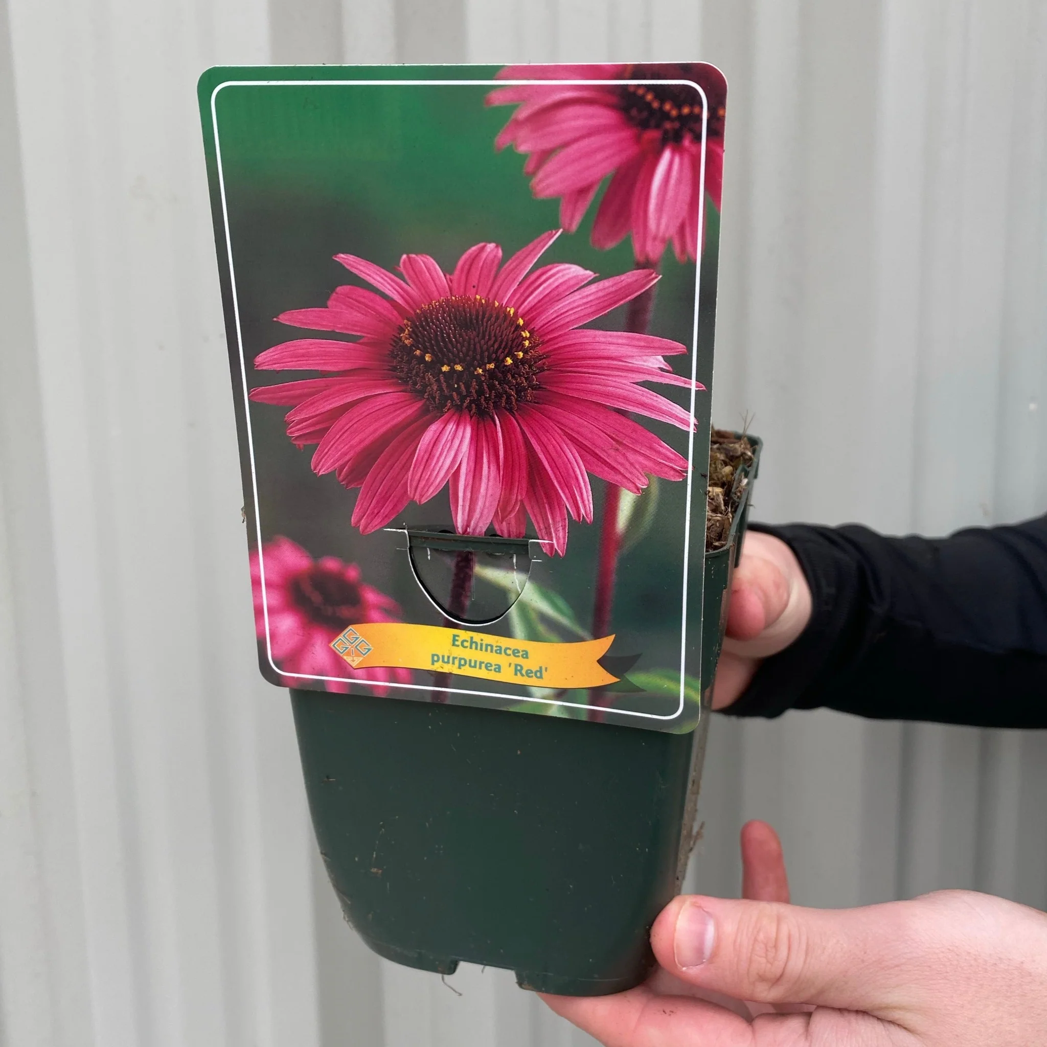 Echinacea purpurea - Red 1.5L - Image 3
