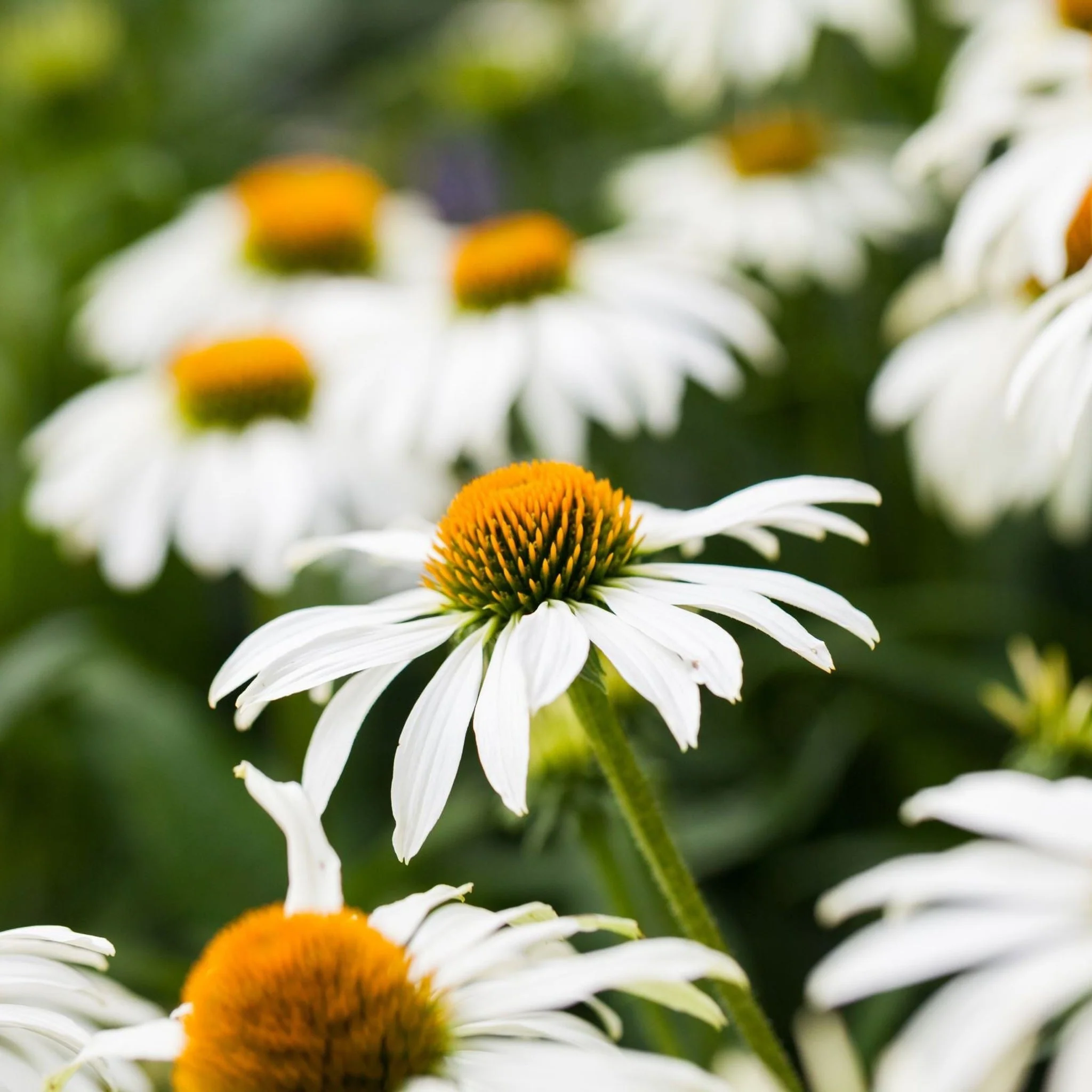 Echinacea purpurea 'White Swan' 9cm / 2L - Image 2