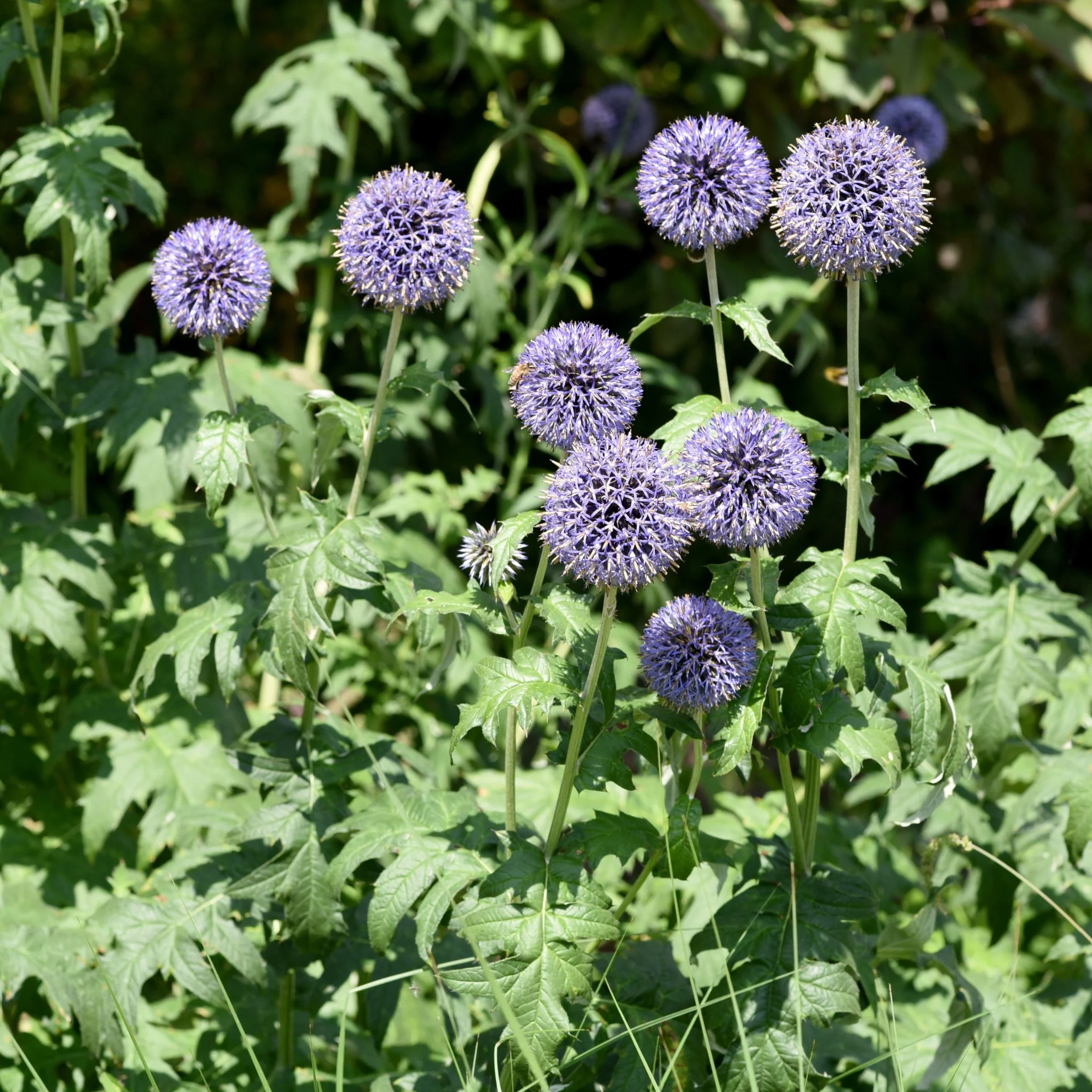 Echinops ritro 9cm - Image 2