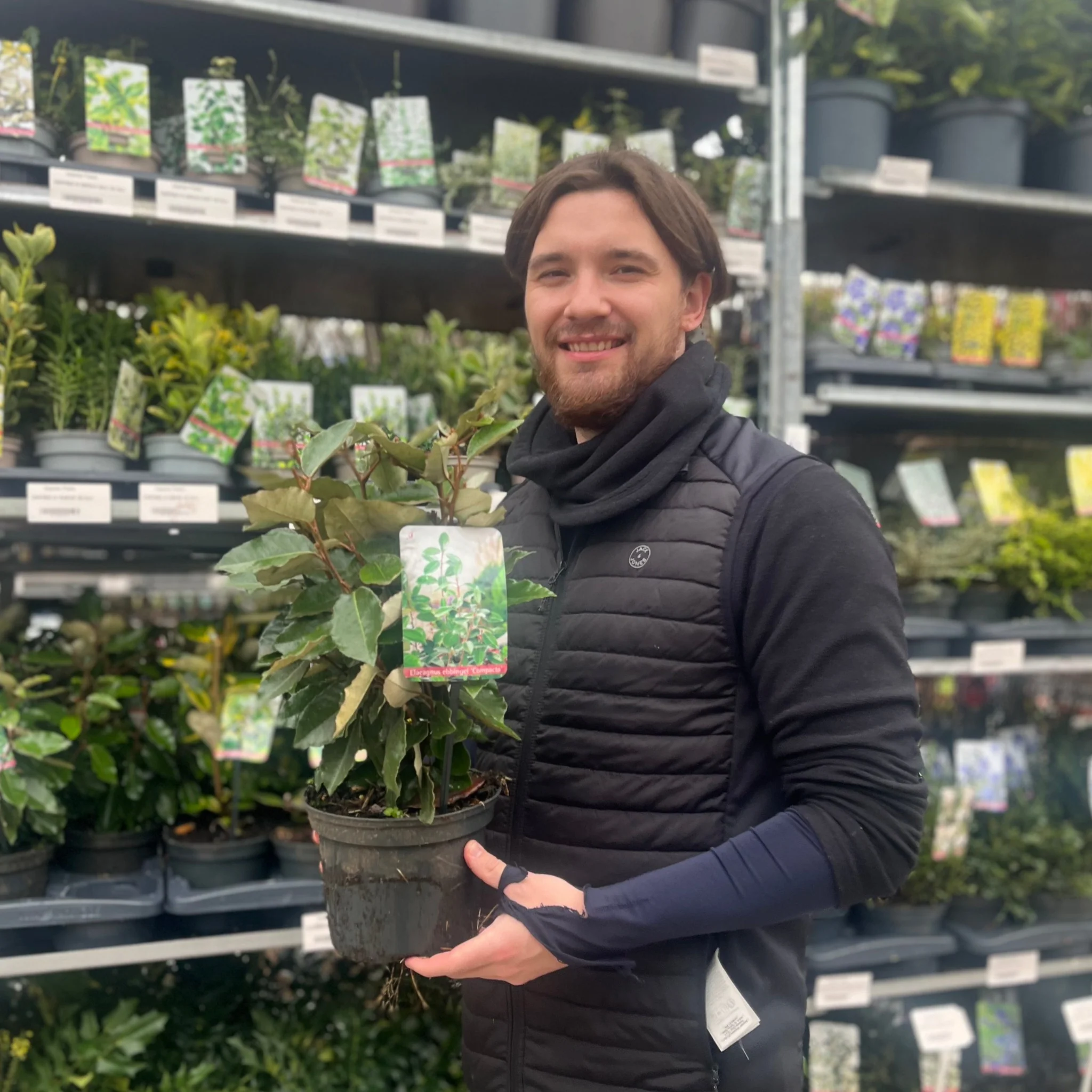 Elaeagnus x ebbingei Compacta (Multibuy Offers Available) - Image 7