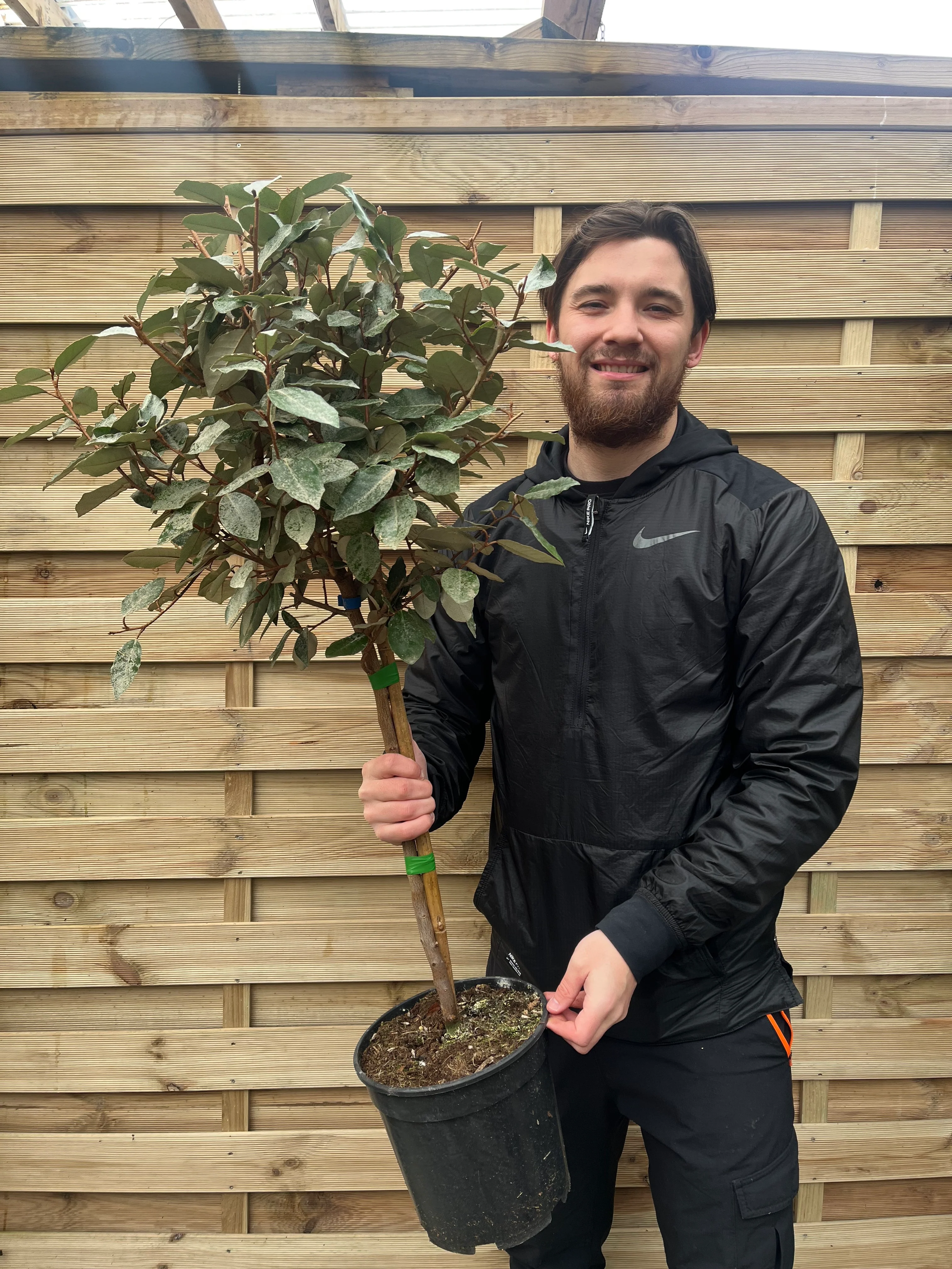 Elaeagnus x ebbingei Compacta Patio Tree (90-100cm) - Image 2