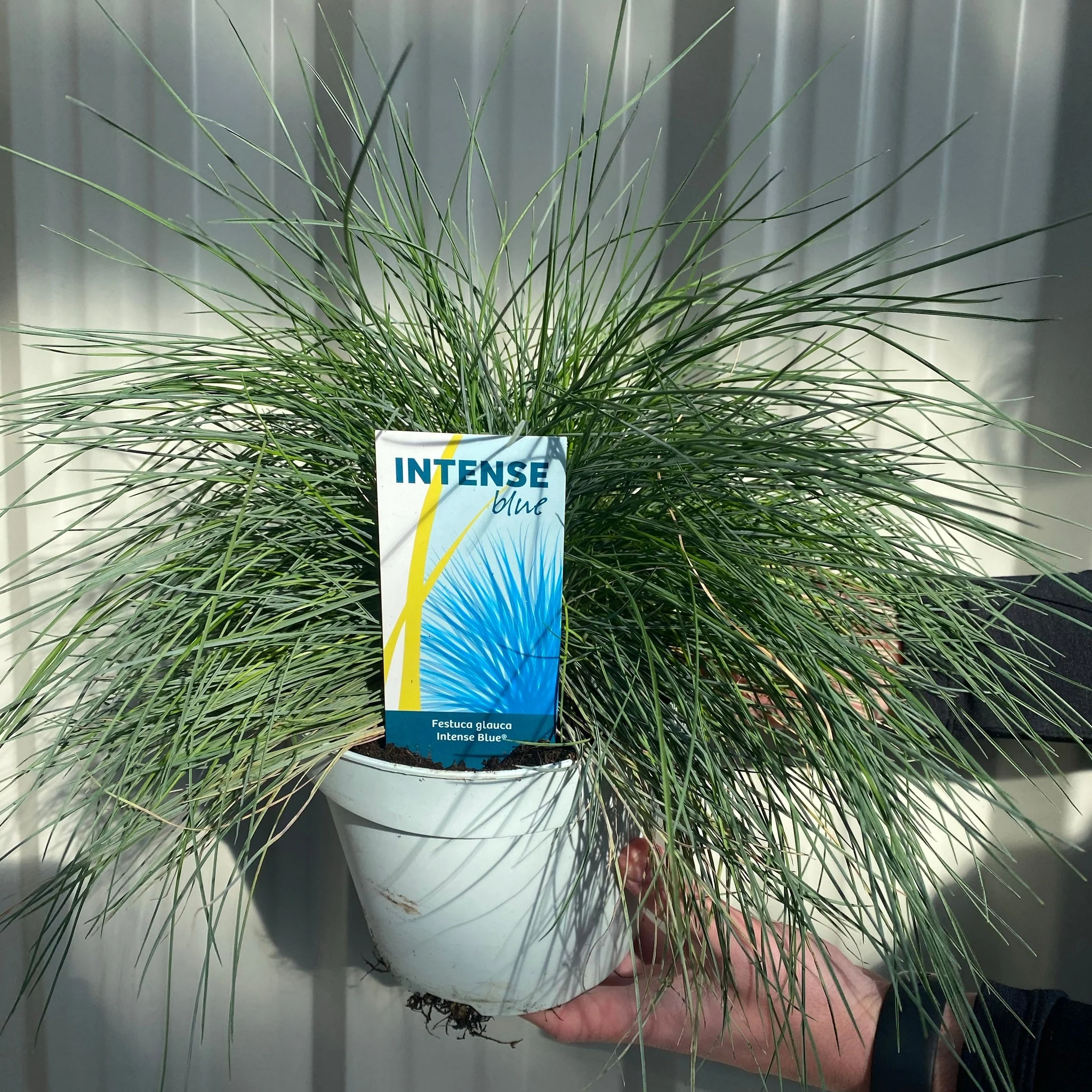 Blue Grass - Festuca Elijah Blue - Image 3