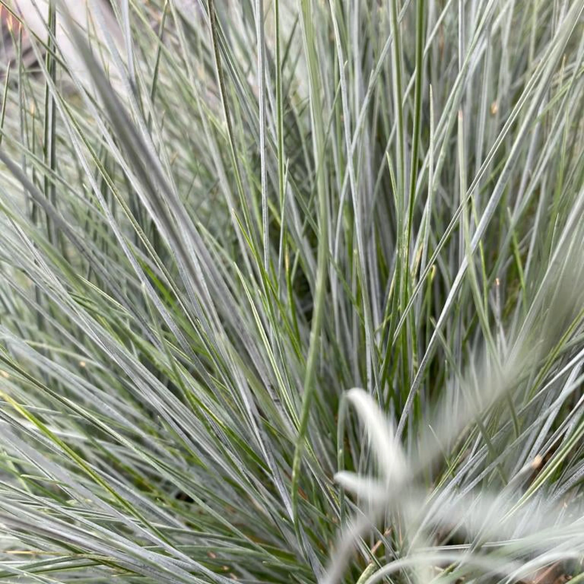 Blue Grass - Festuca Elijah Blue - Image 5