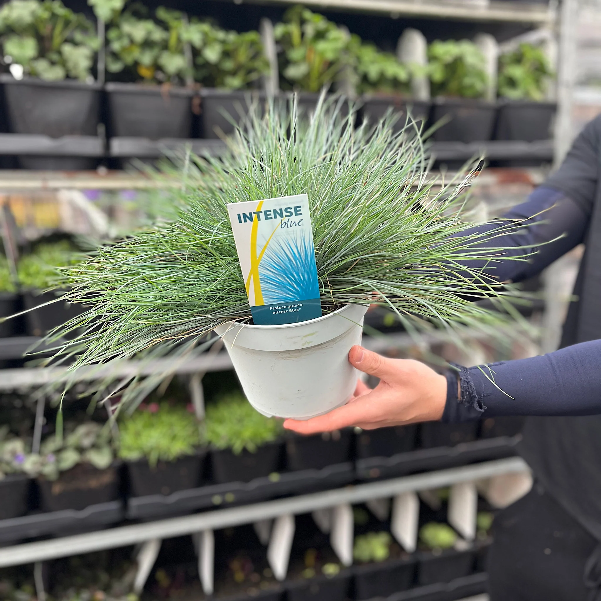 Blue Grass - Festuca Elijah Blue - Image 6