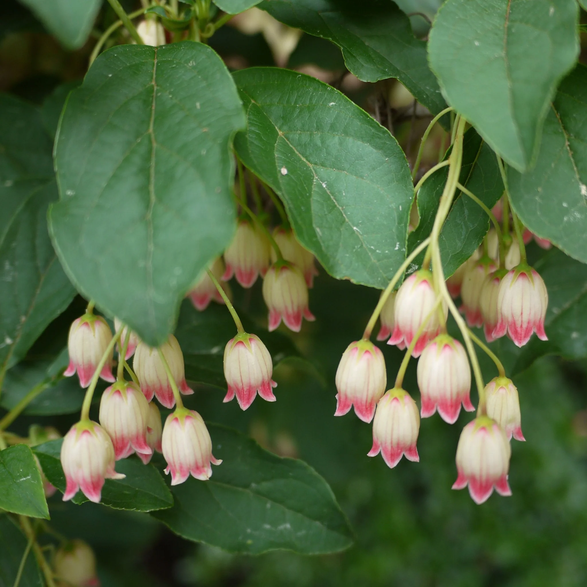 Enkianthus campanulatus 2L - Image 2