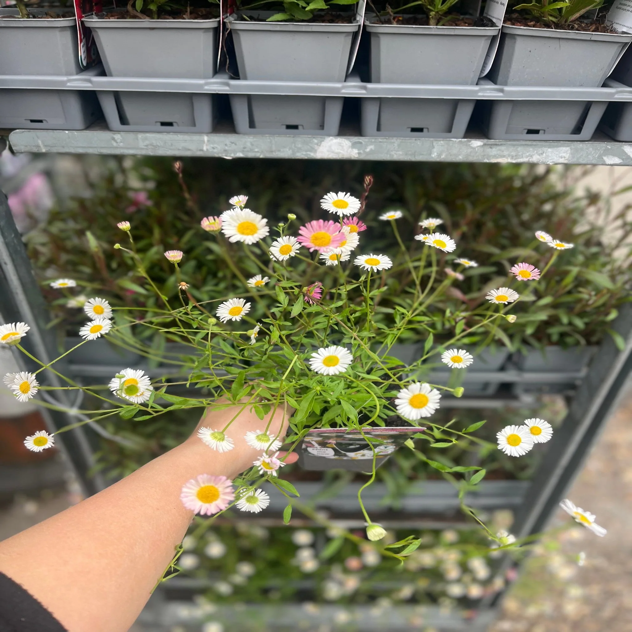 Erigeron karvinskianus profusion 9cm/2L - Image 3