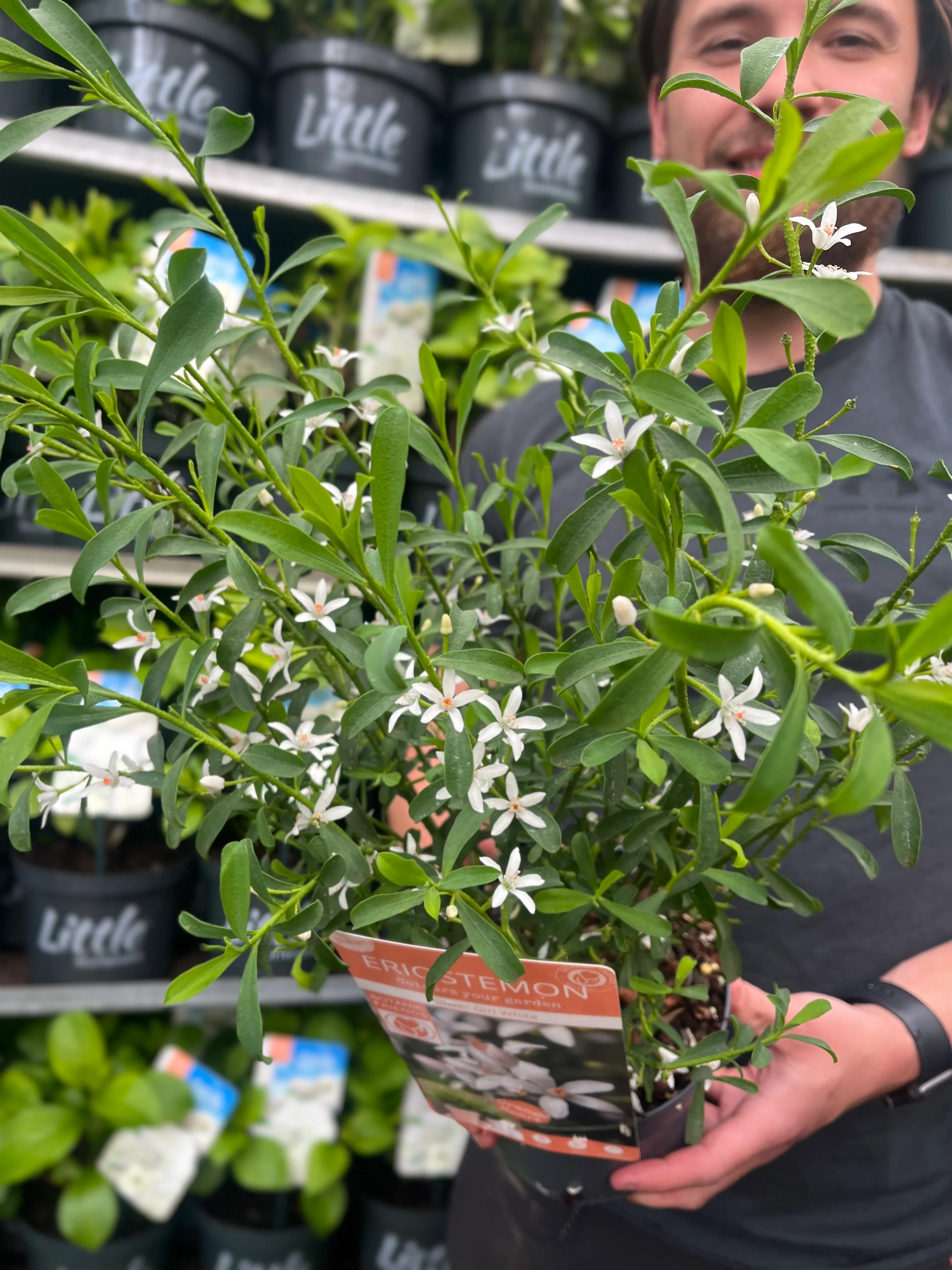 Eriostemon 'Flower Girl White' 2L - Image 2