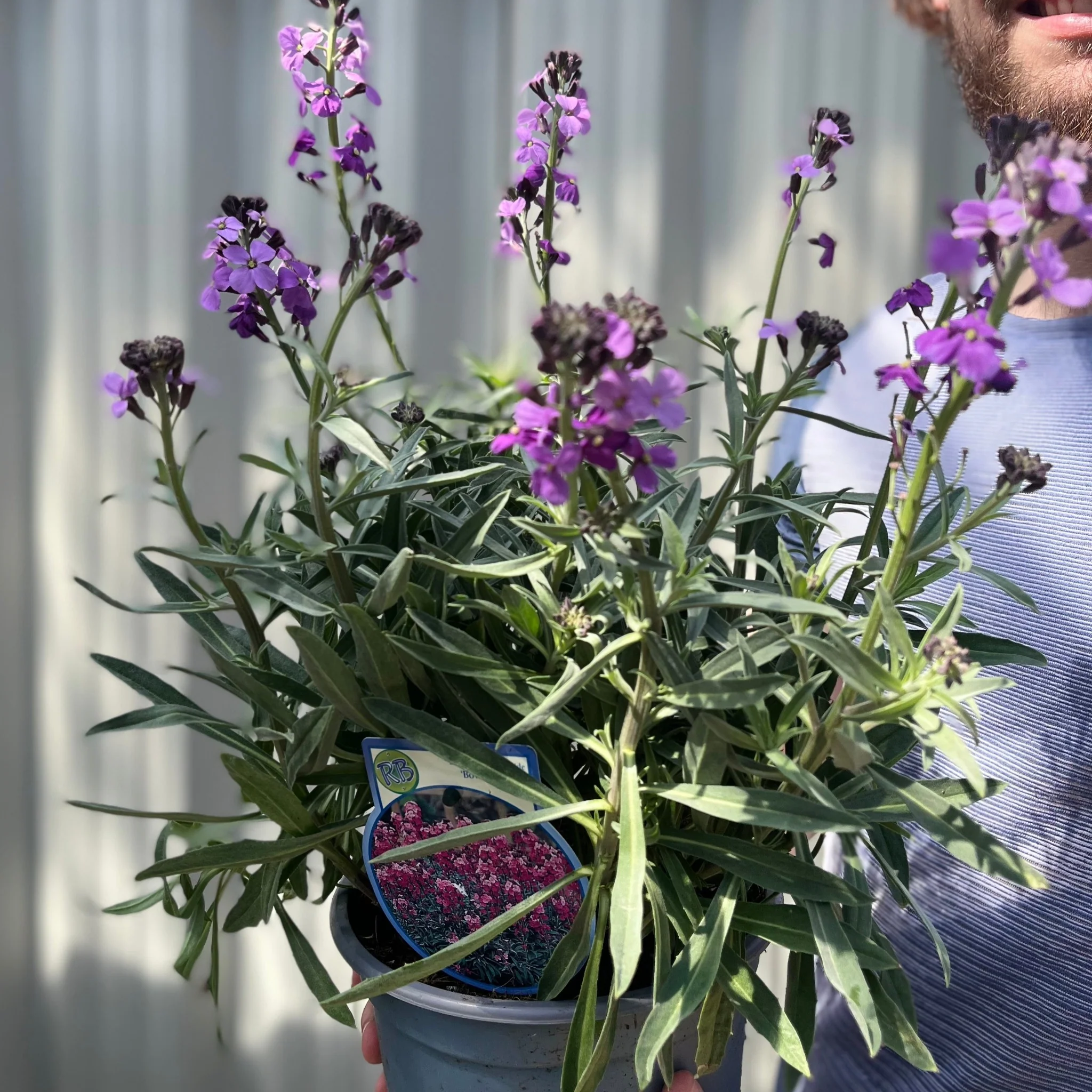 Erysimum 'Bowles Mauve' (Three Sizes Available) - Image 6