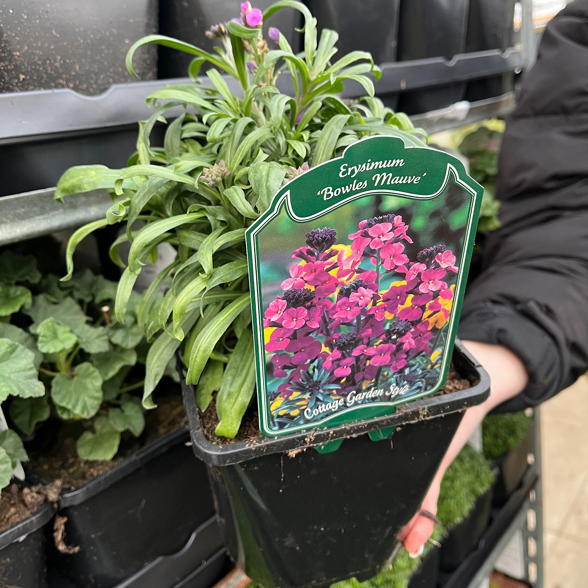 Erysimum 'Bowles Mauve' (Three Sizes Available) - Image 8