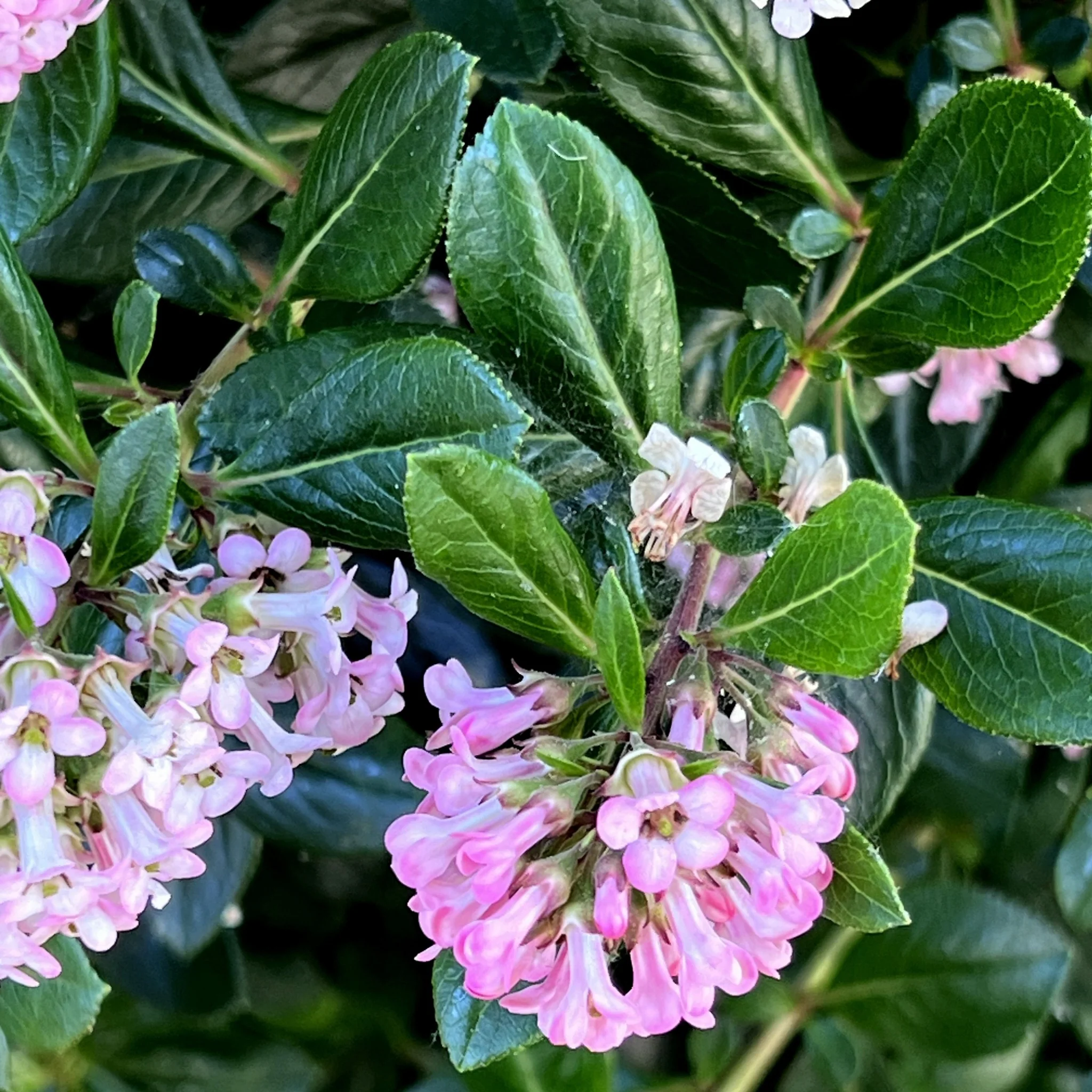 Escallonia 'Apple Blossom' 9cm - Image 2