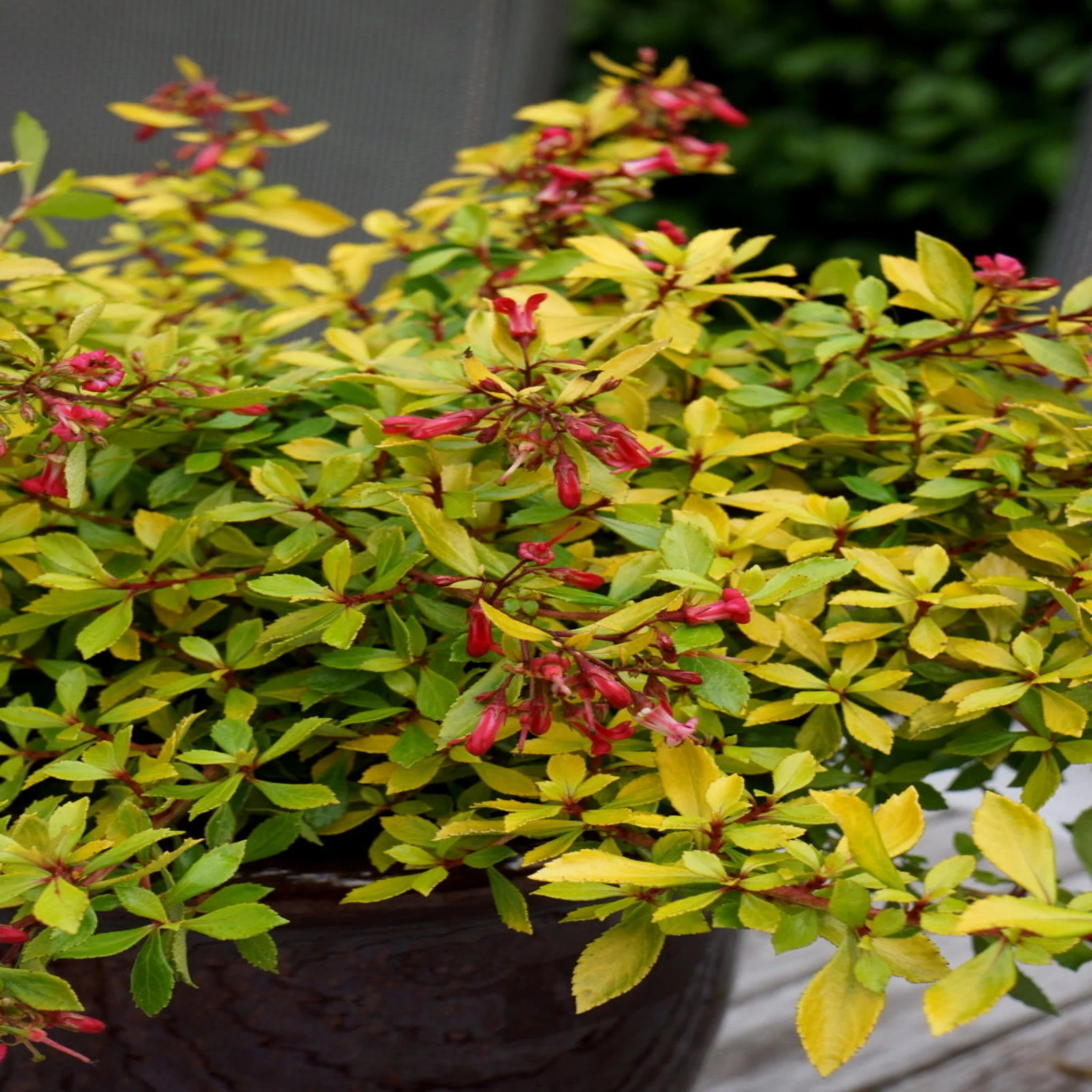 Escallonia 'Golden Carpet' 9cm - Image 2