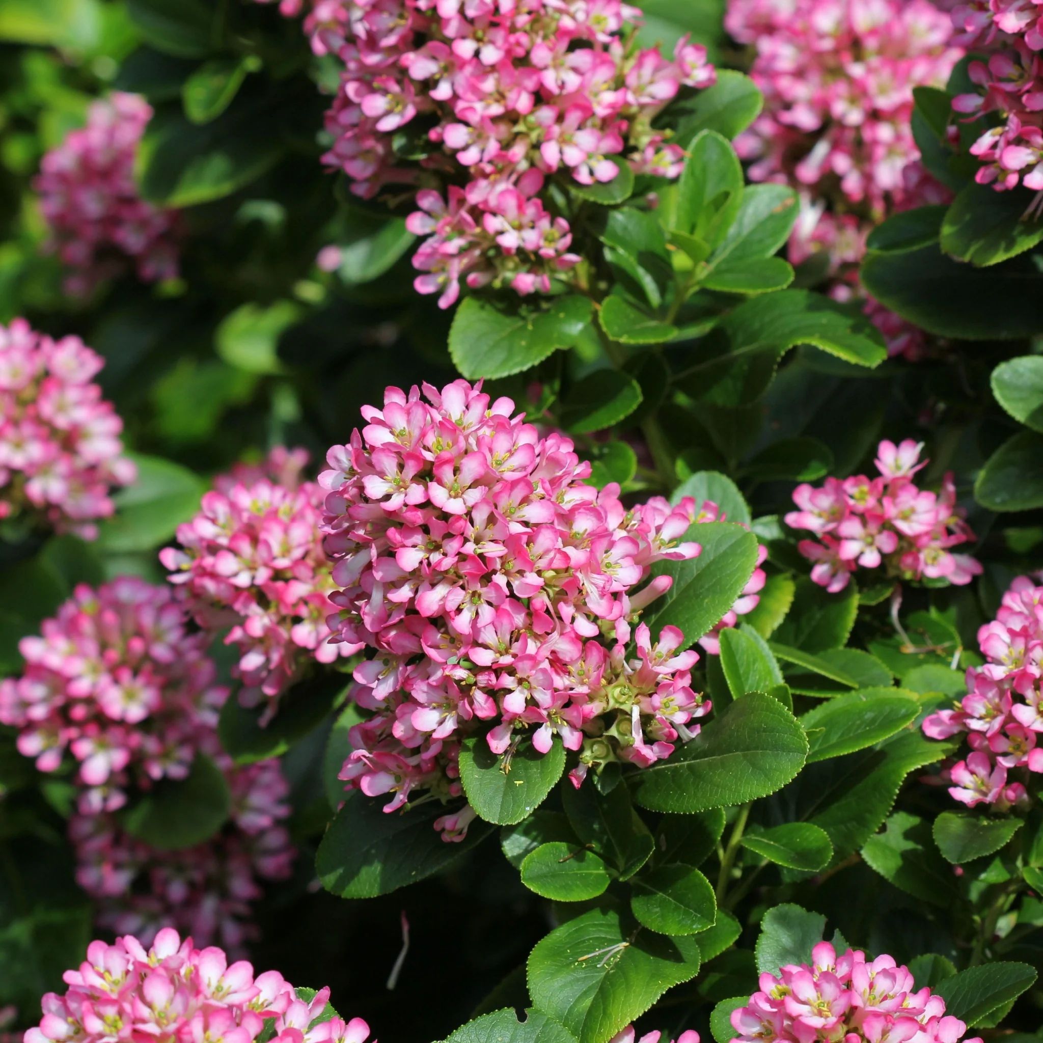Escallonia 'Pink Elle' 9cm - Image 2