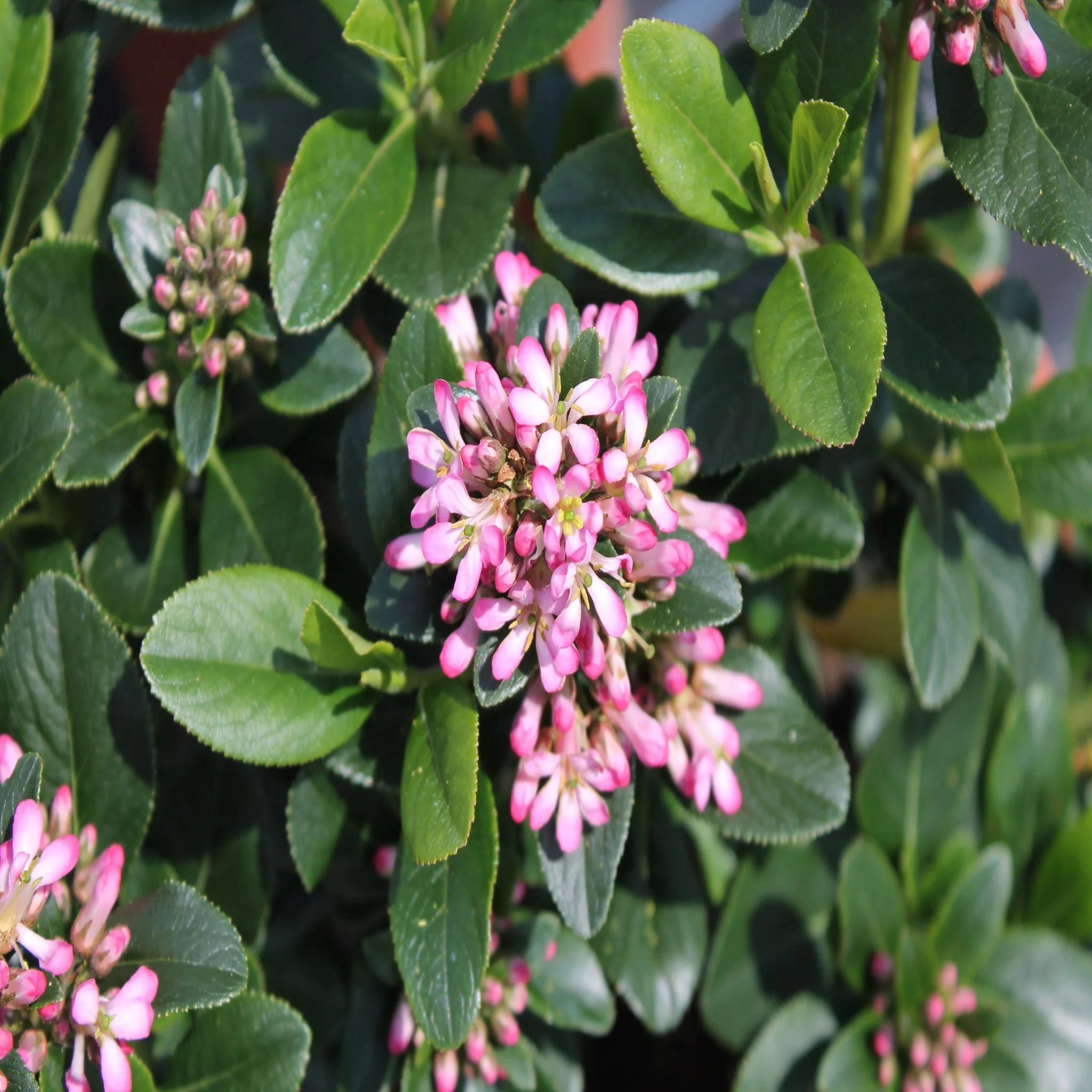 Escallonia 'Pink Elle' 9cm - Image 3