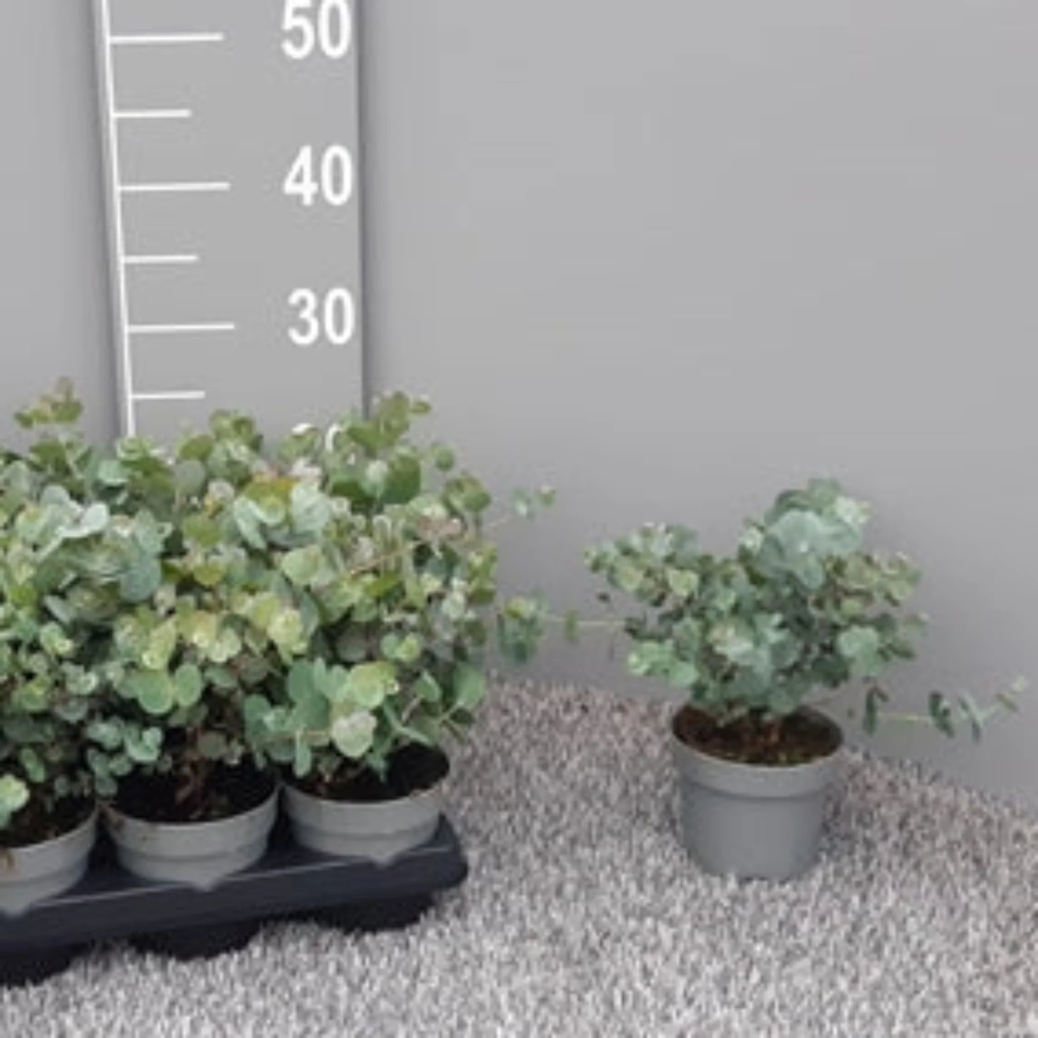 Eucalyptus gunnii Louis 9cm-3L - Image 2