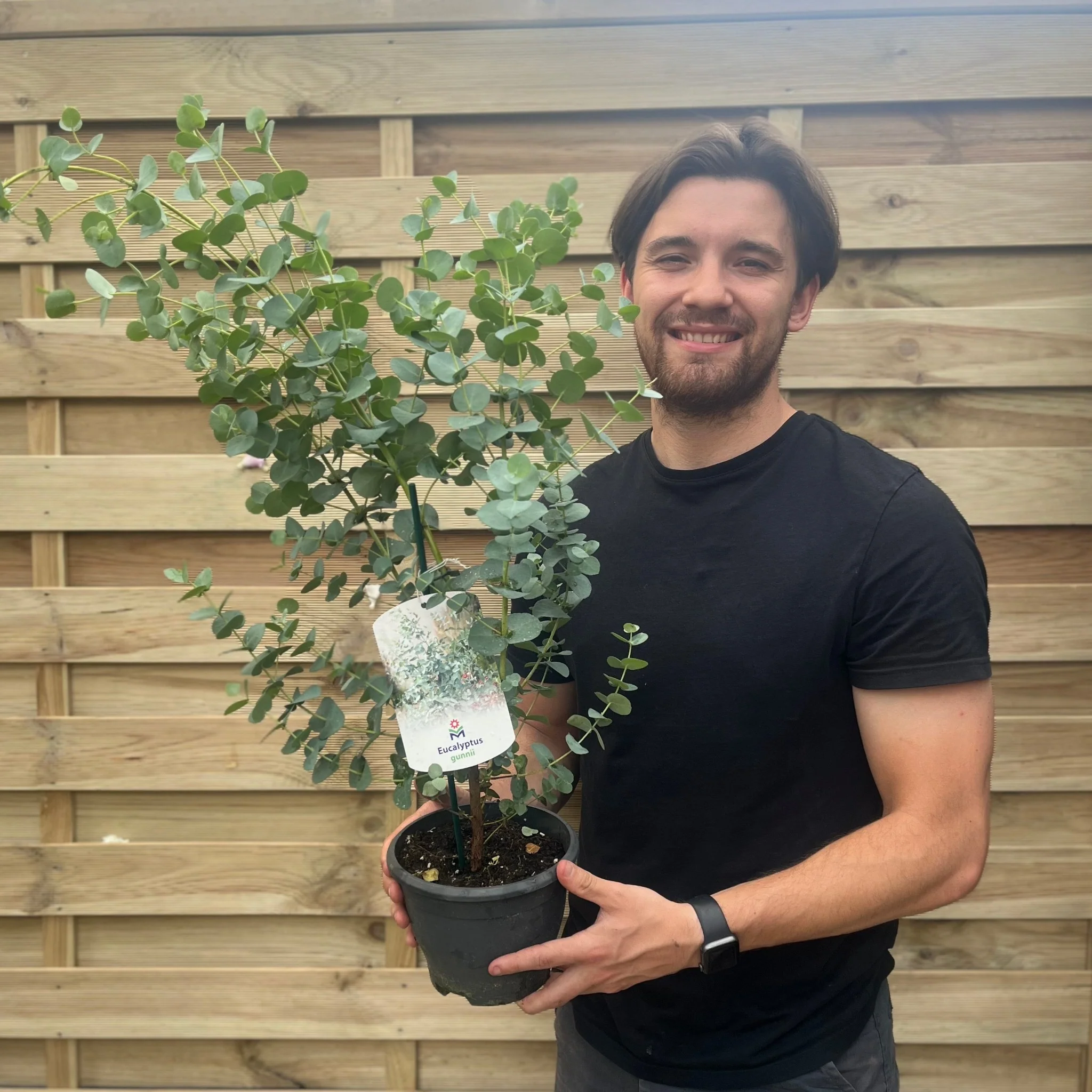Eucalyptus gunnii Blue Ice 2L Pot