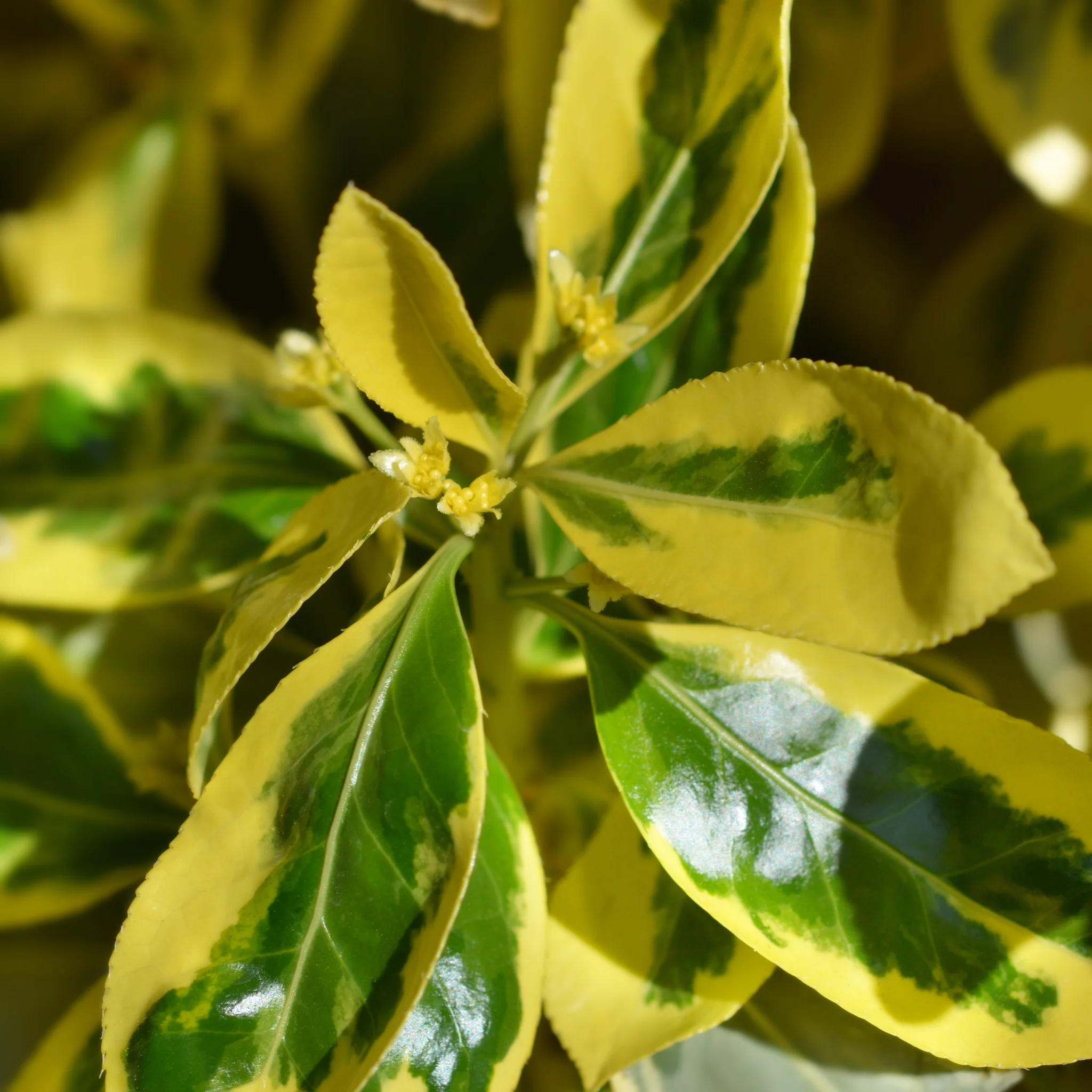 Euonymus japonicus 'Bravo' 9cm / 3L - Image 3