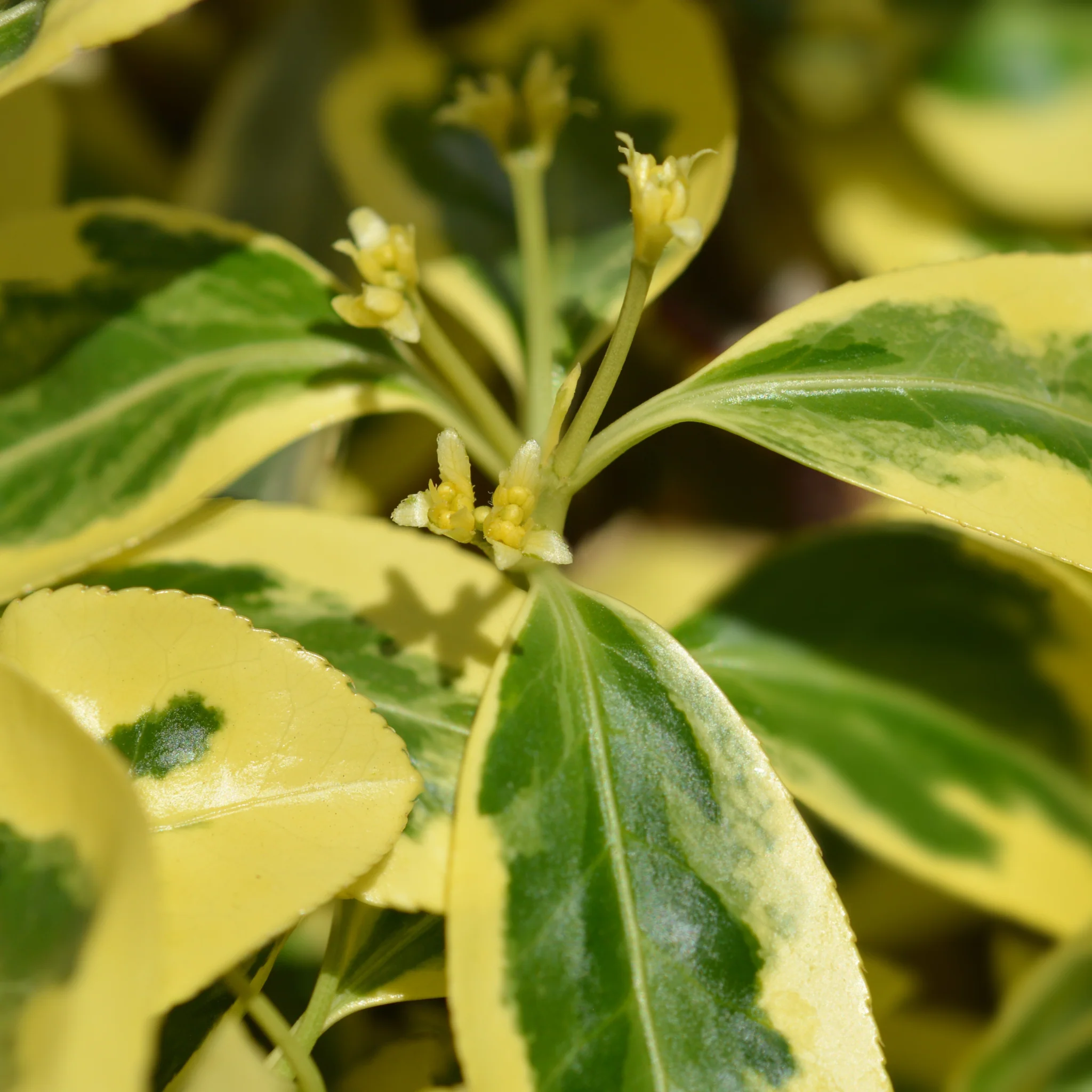 Euonymus japonicus 'Bravo' 9cm / 3L - Image 5