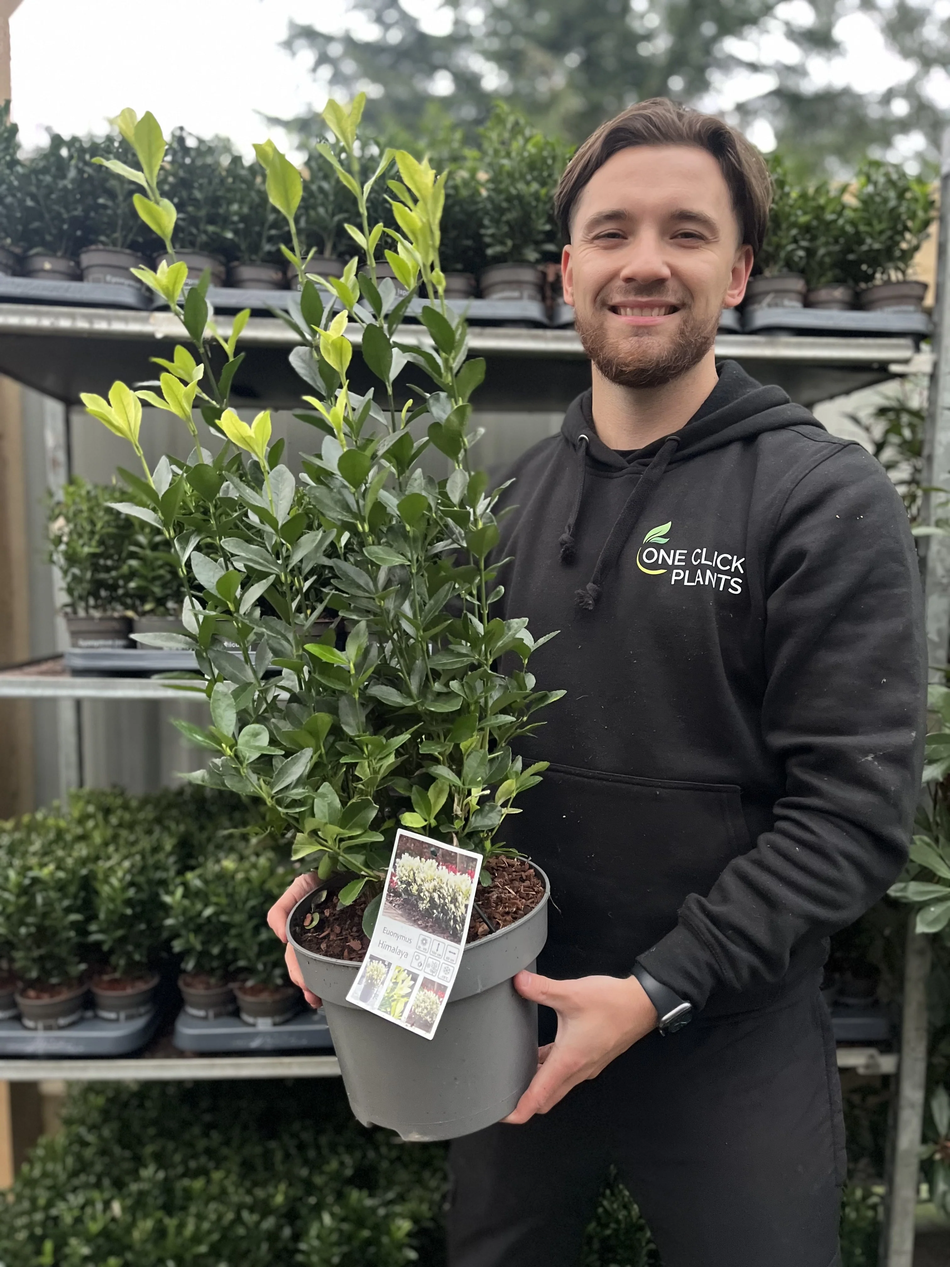 Euonymus japonica 'Himalaya' 9cm/2L/5L - Image 10